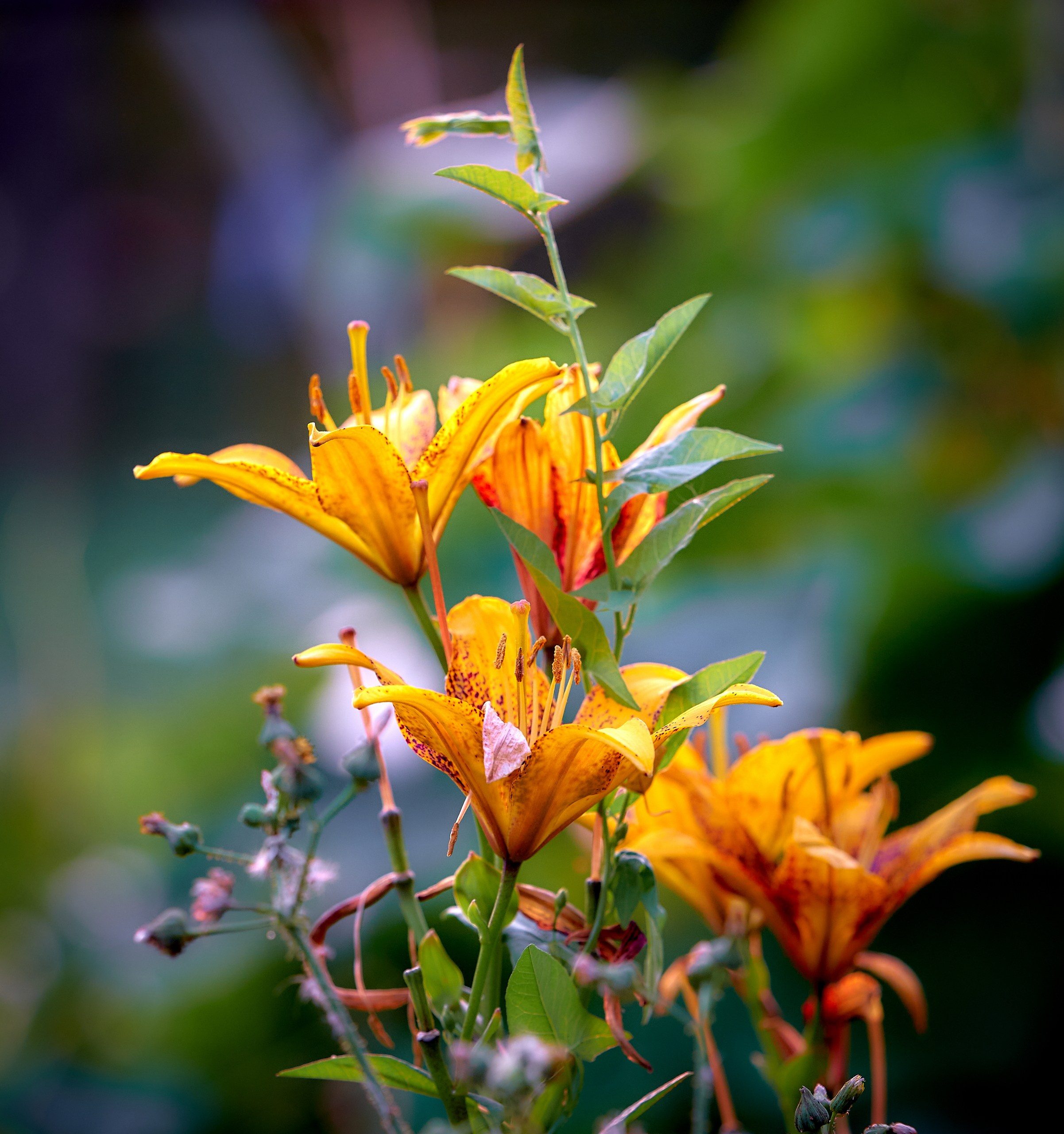 Лютики-цветочки — галерея NATRIEL