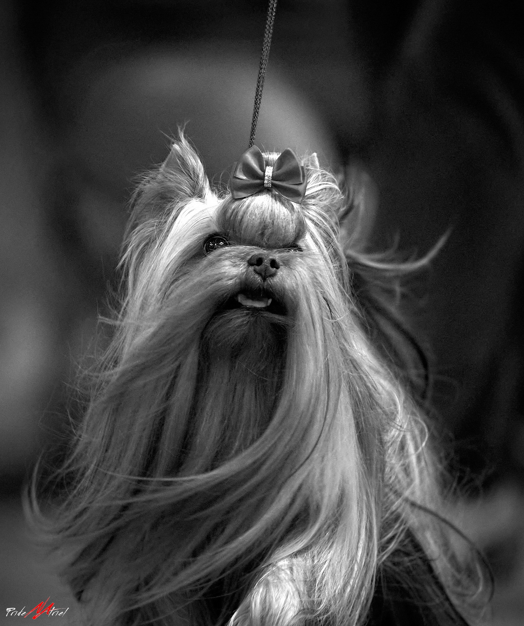 Работа в рингах — галерея NATRIEL