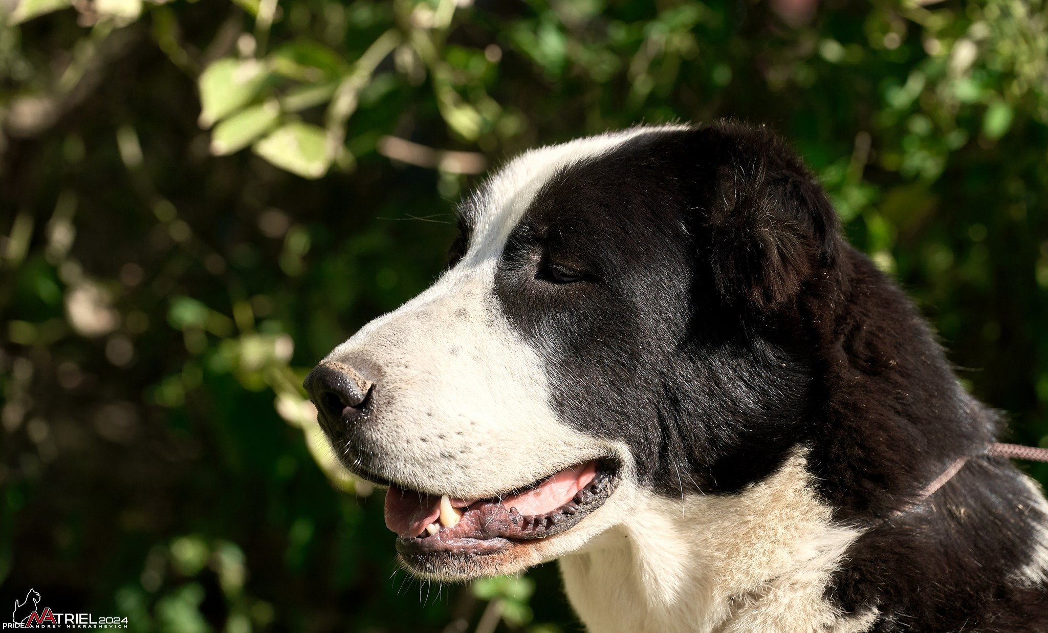 Съемка собак в питомнике