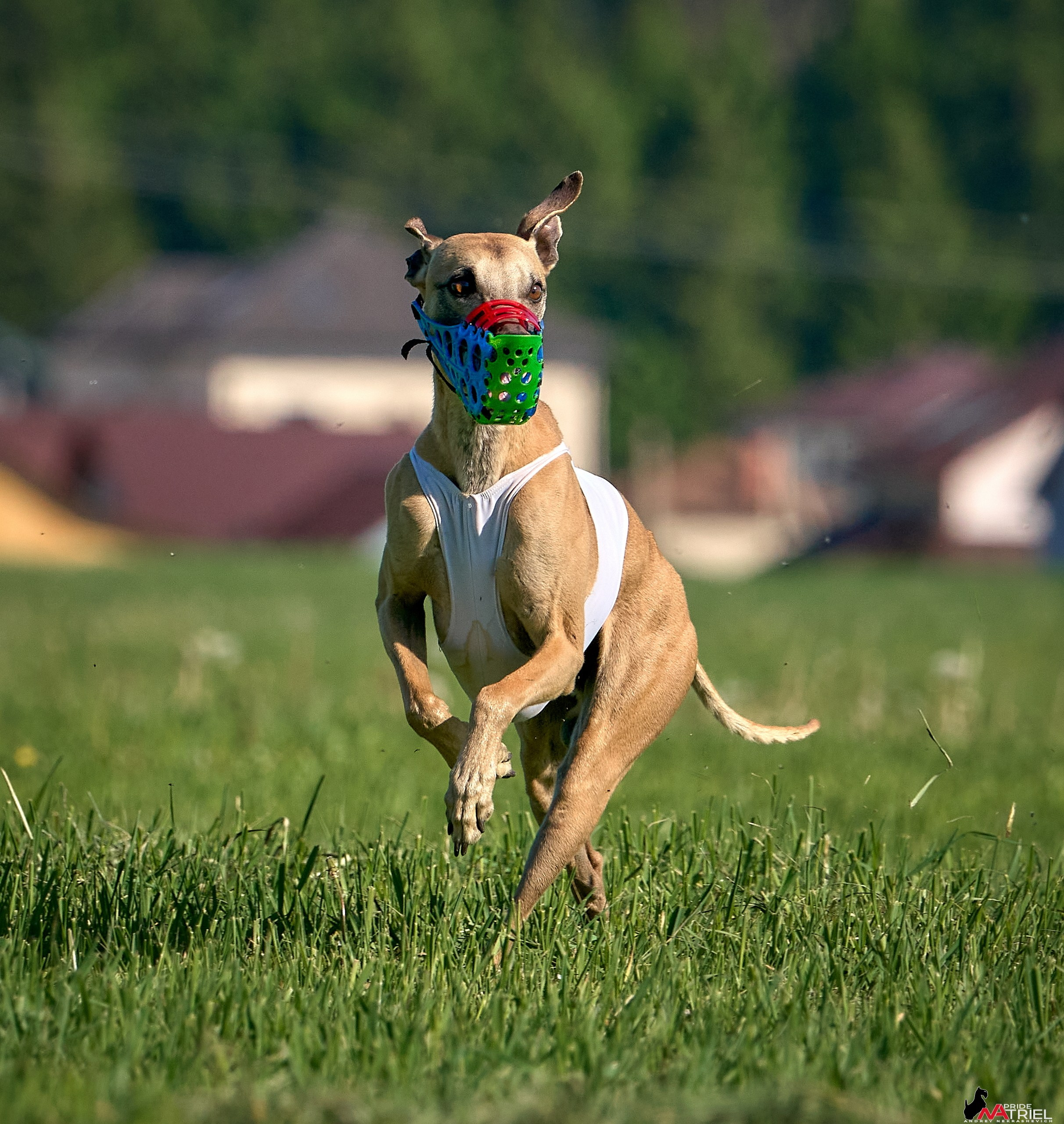 Съемка курсинг — галерея NATRIEL