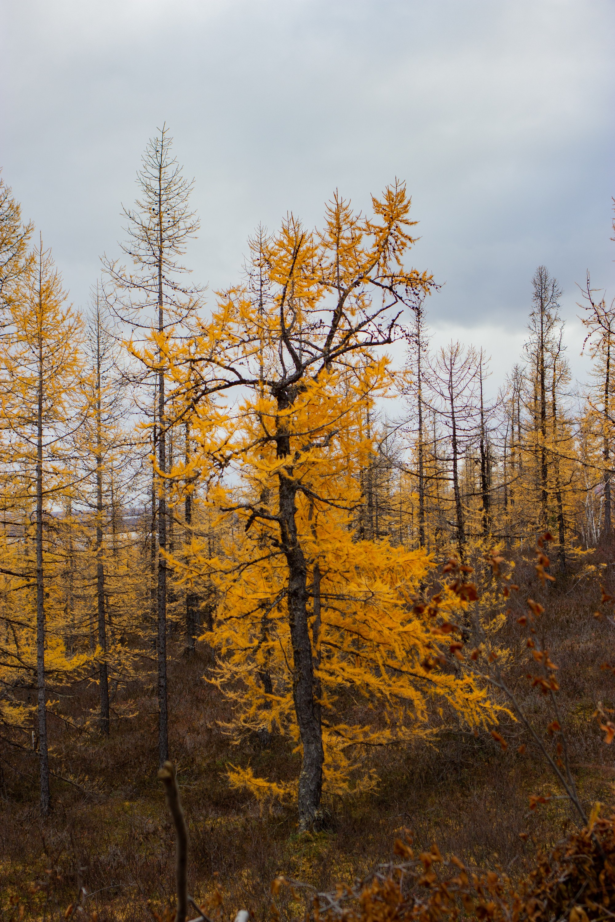 Осень. Фотограф Екатерина Зорина