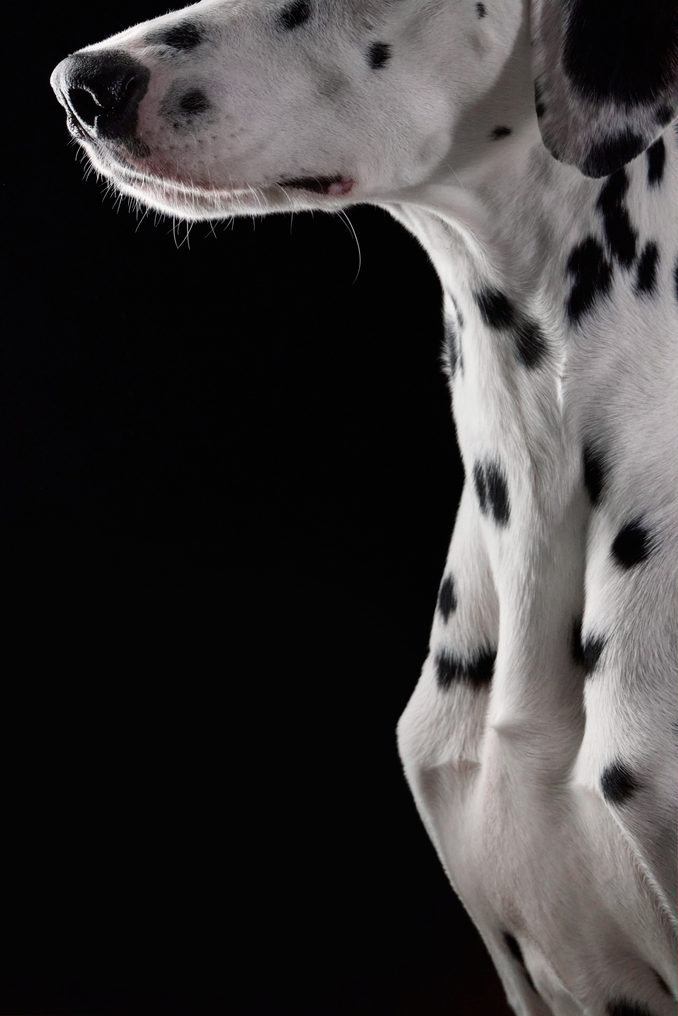 Dalmatian Form. Dog Photographer Anna Averianova | Art & Commercial Pet Photography