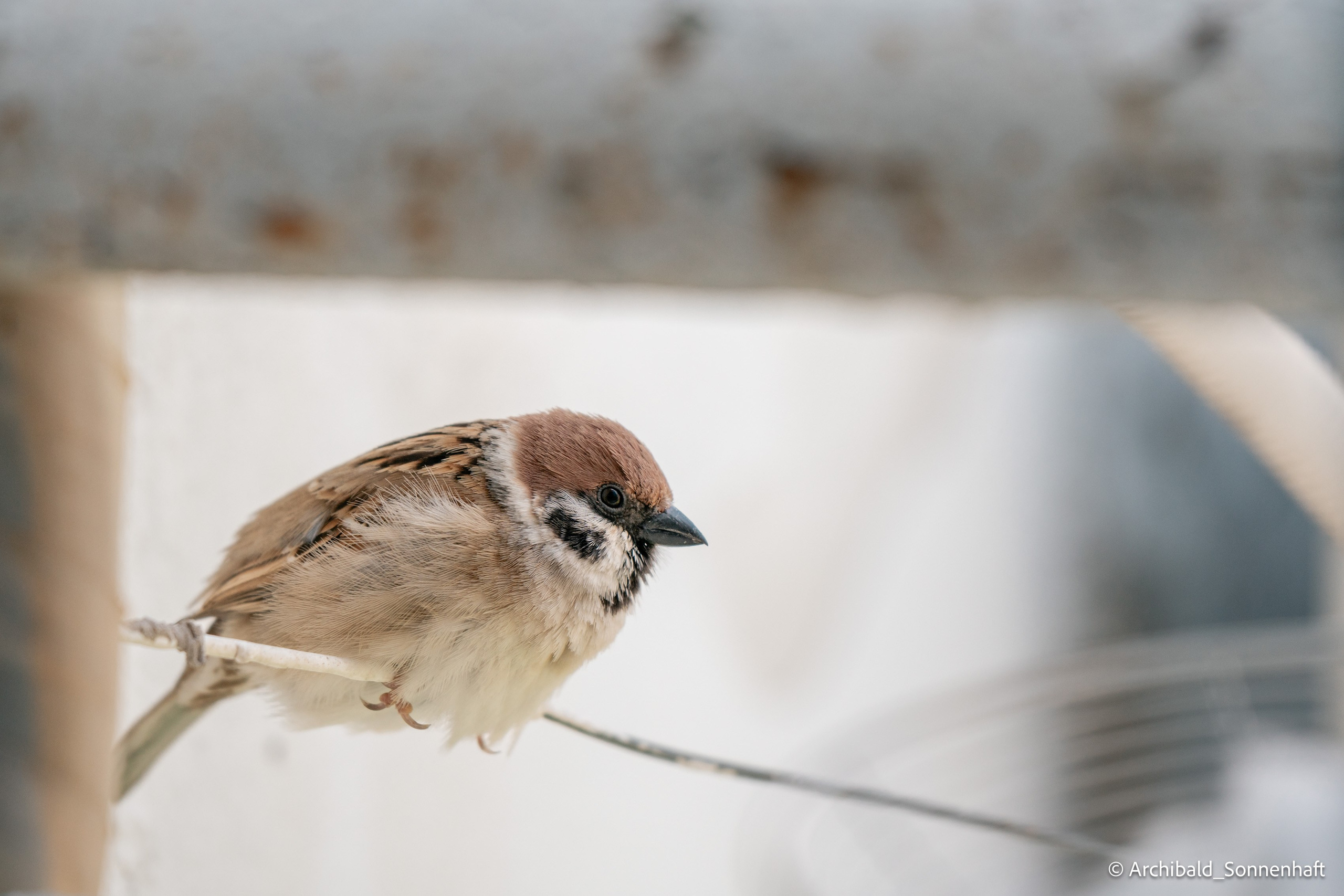 Balcony sparrows. Photographer in Guangzhou, China. Archibald Sonnenhaft