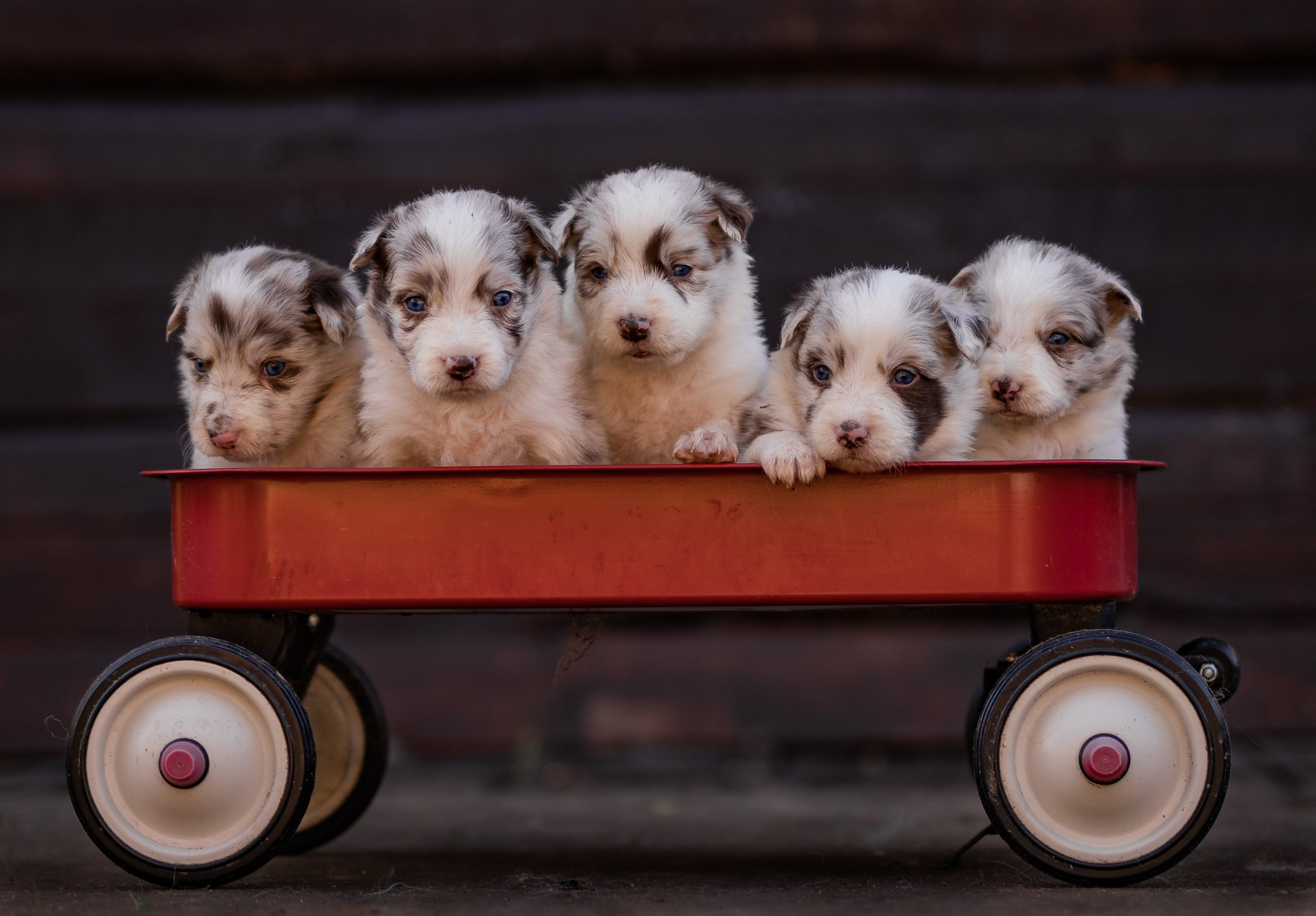 Фритсвит. Семейный фотограф Ефремова Виктория