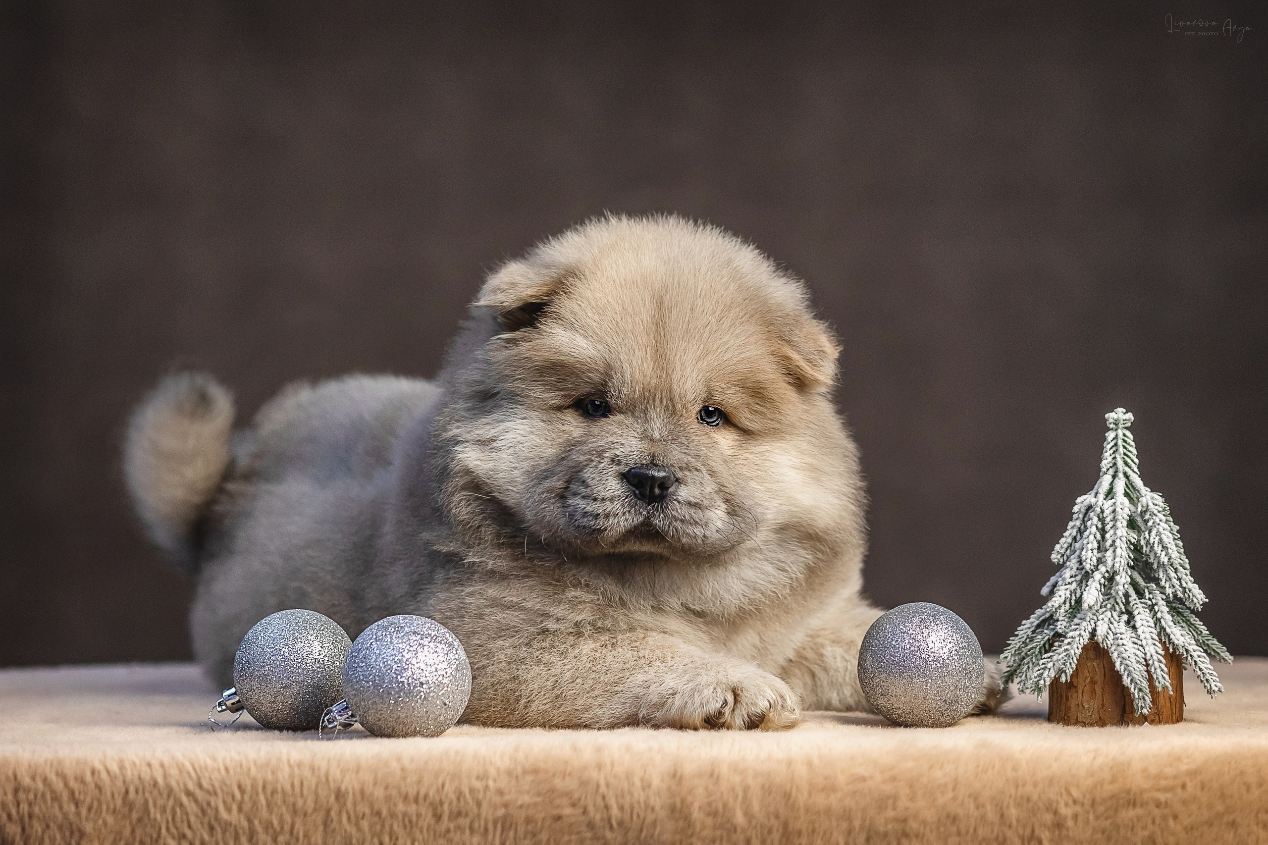 Чаушки. Фотограф анималист Аня Ливанова | Рыбинск