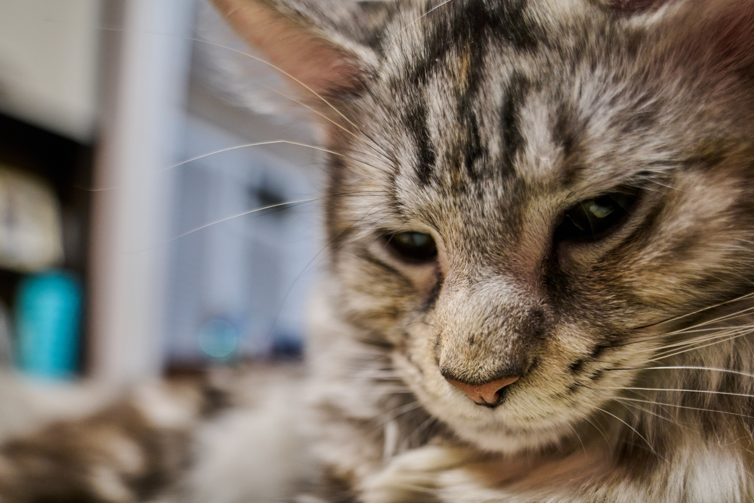 «Белка» — проба на tilt-shift 24 мм. Роман Свободный — интерьерная и архитектурная съёмка, Москва и МО