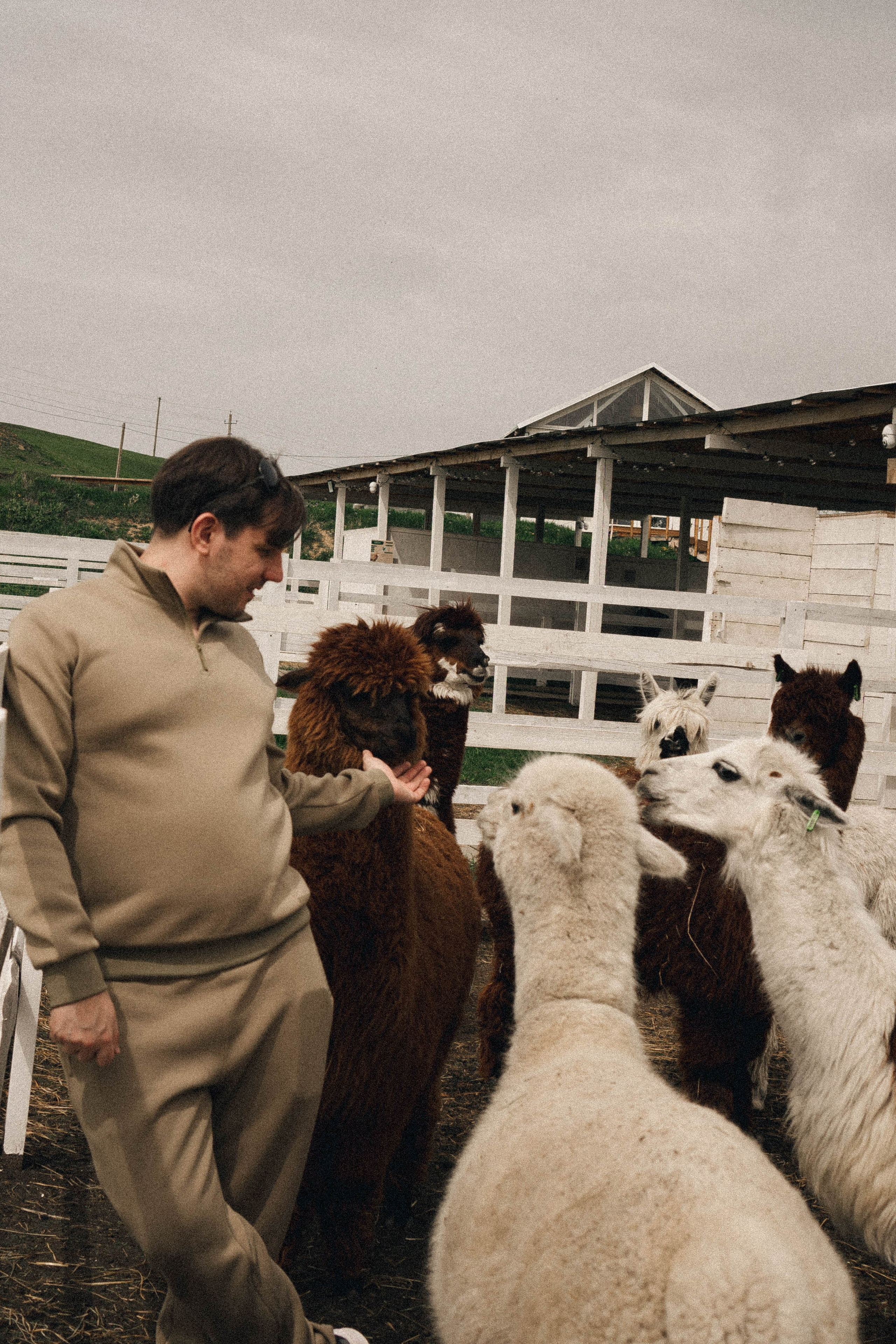 Ферма Альпак. Профессиональный фотограф, Санкт-Петербург — Виктория Богомолова