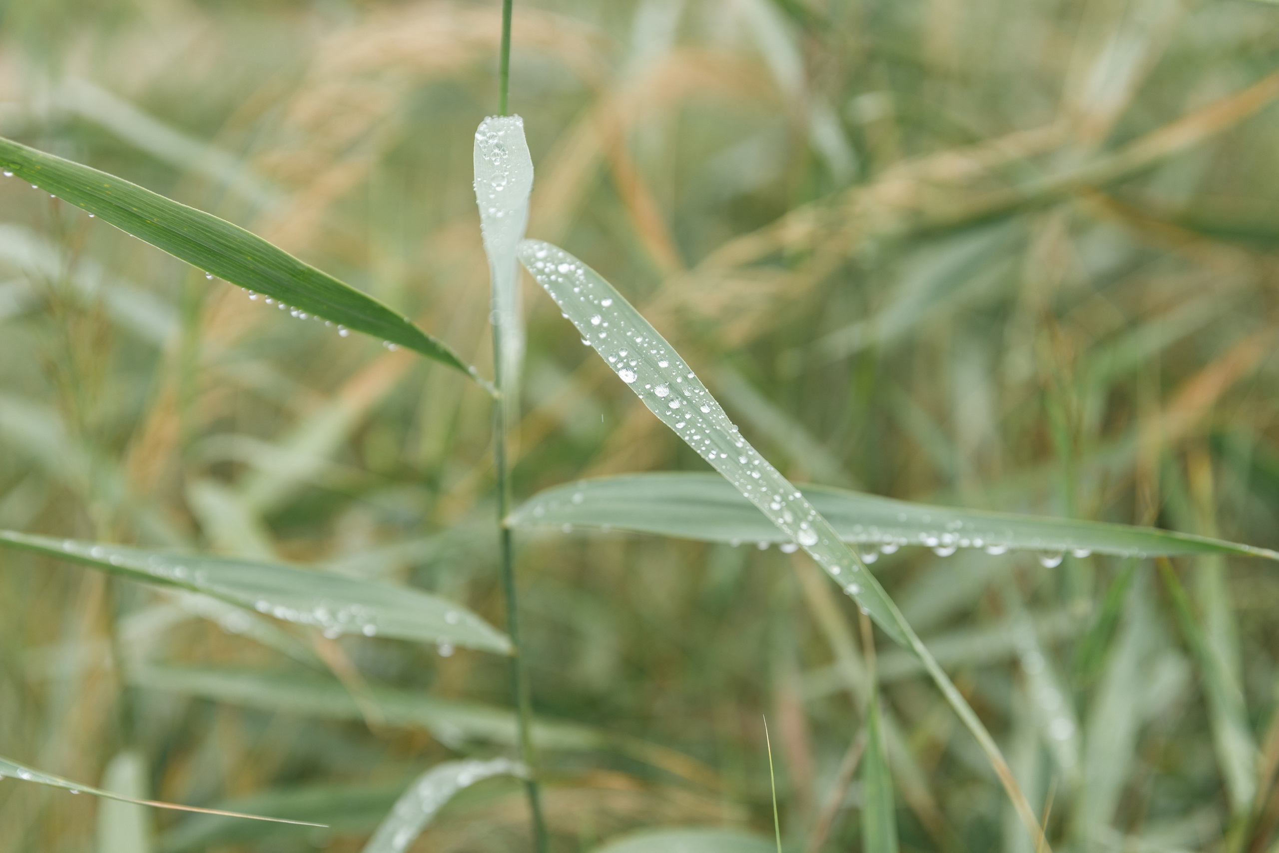 Дима & Даша. Фотограф Макс Носков