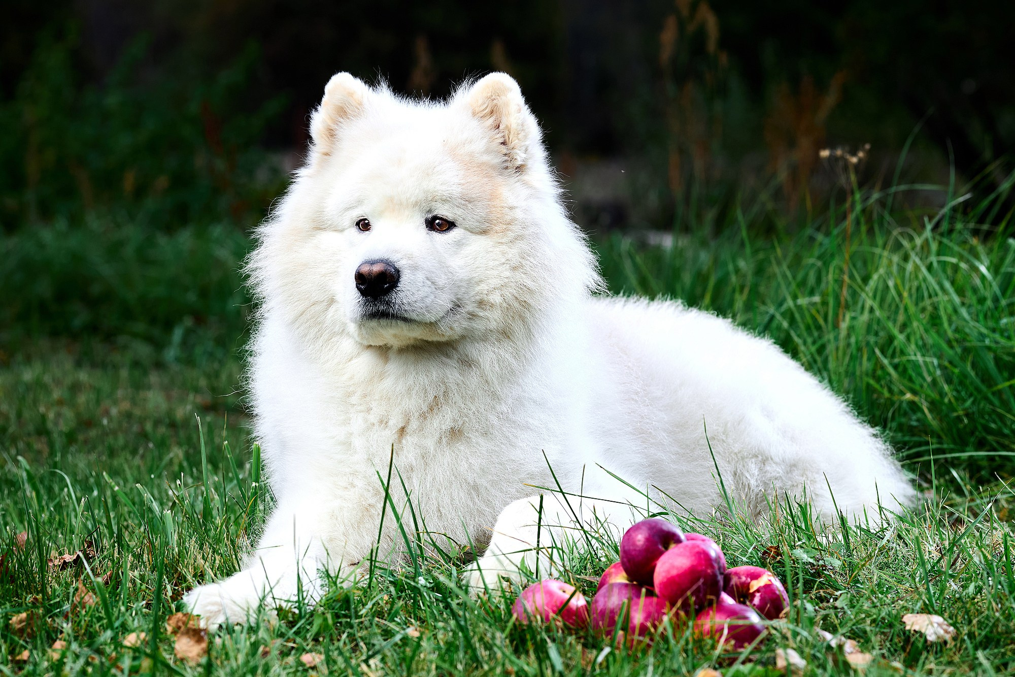 Свадебный, школьный (детсадовский) и семейный фотограф в Коврове и Владимирской области