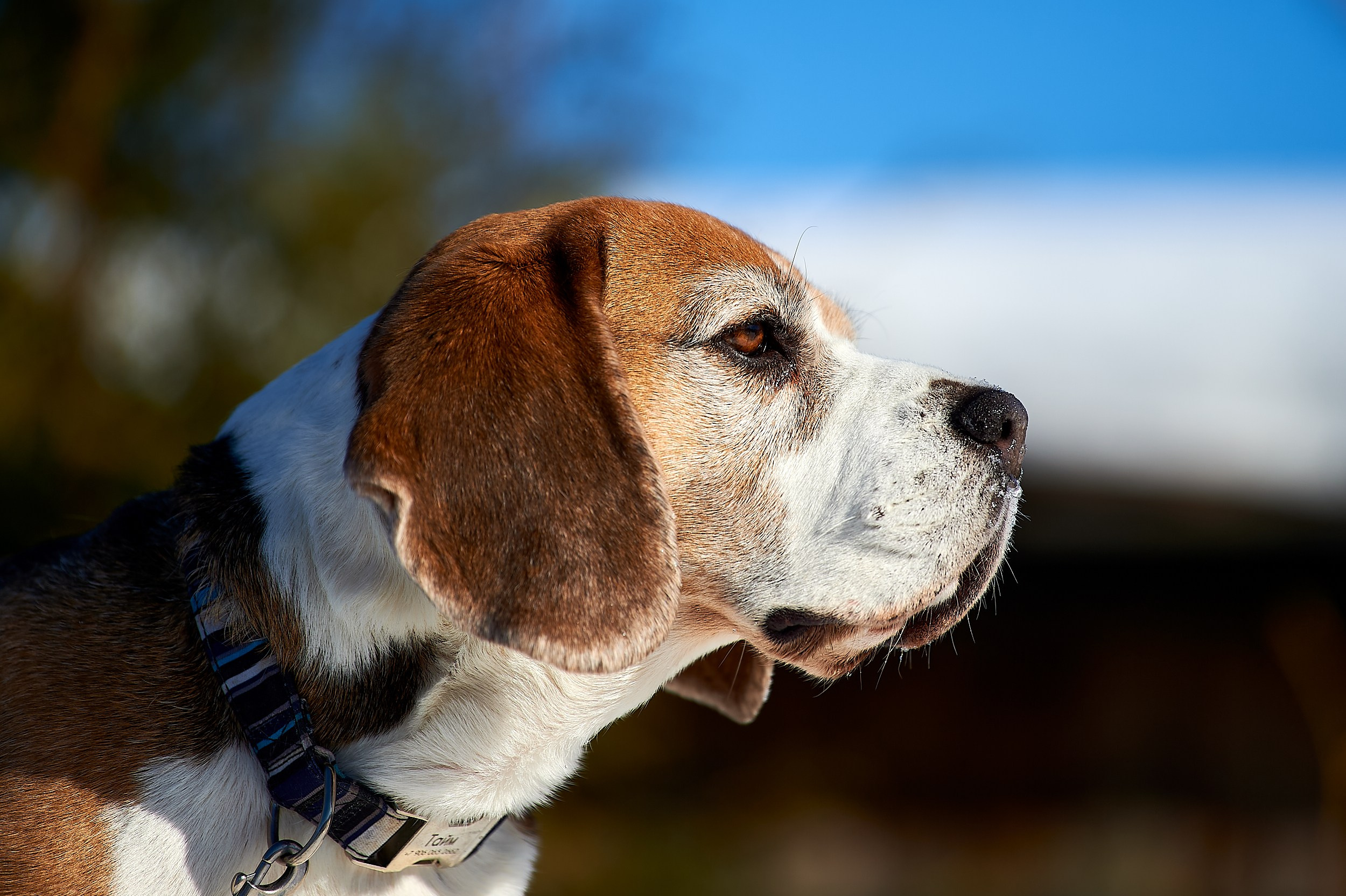 Фотосъемка животных