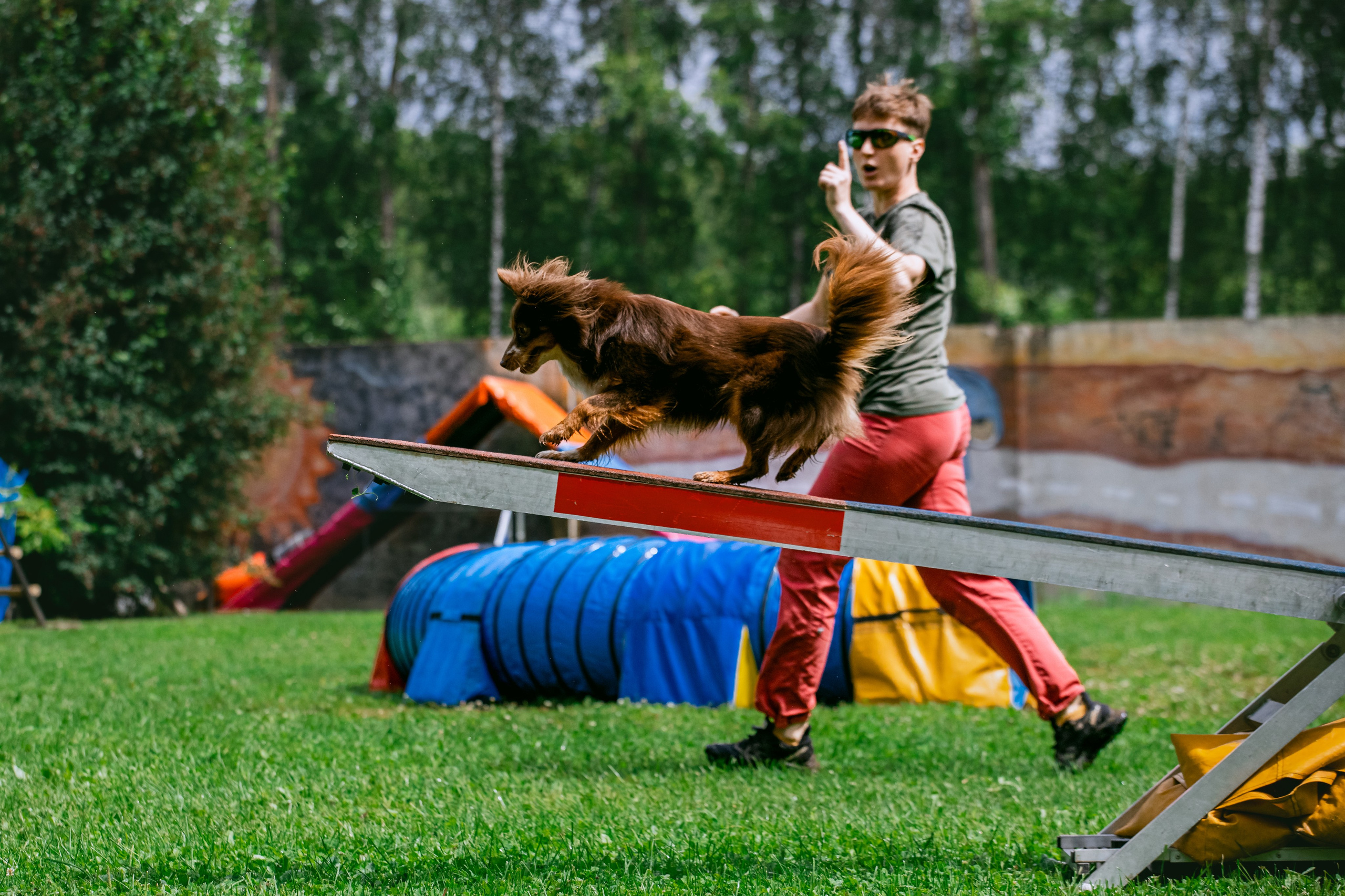Соревнования по аджилити Долгопрудный 30.06.2025. Фотограф-анималист Татьяна Степанова