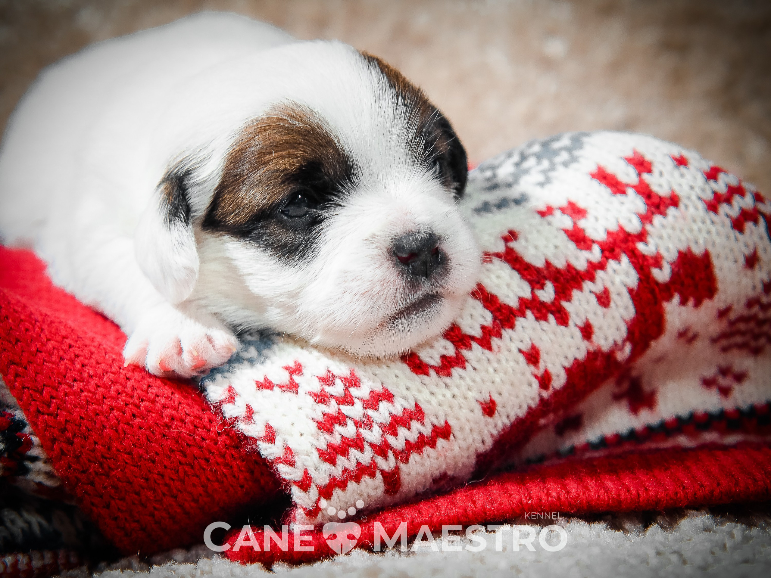 1КОБЛ_МОНОКЛЬ_Ц_ЛИТТЕР. CANE MAESTRO — kennel Jack Russell Terrier