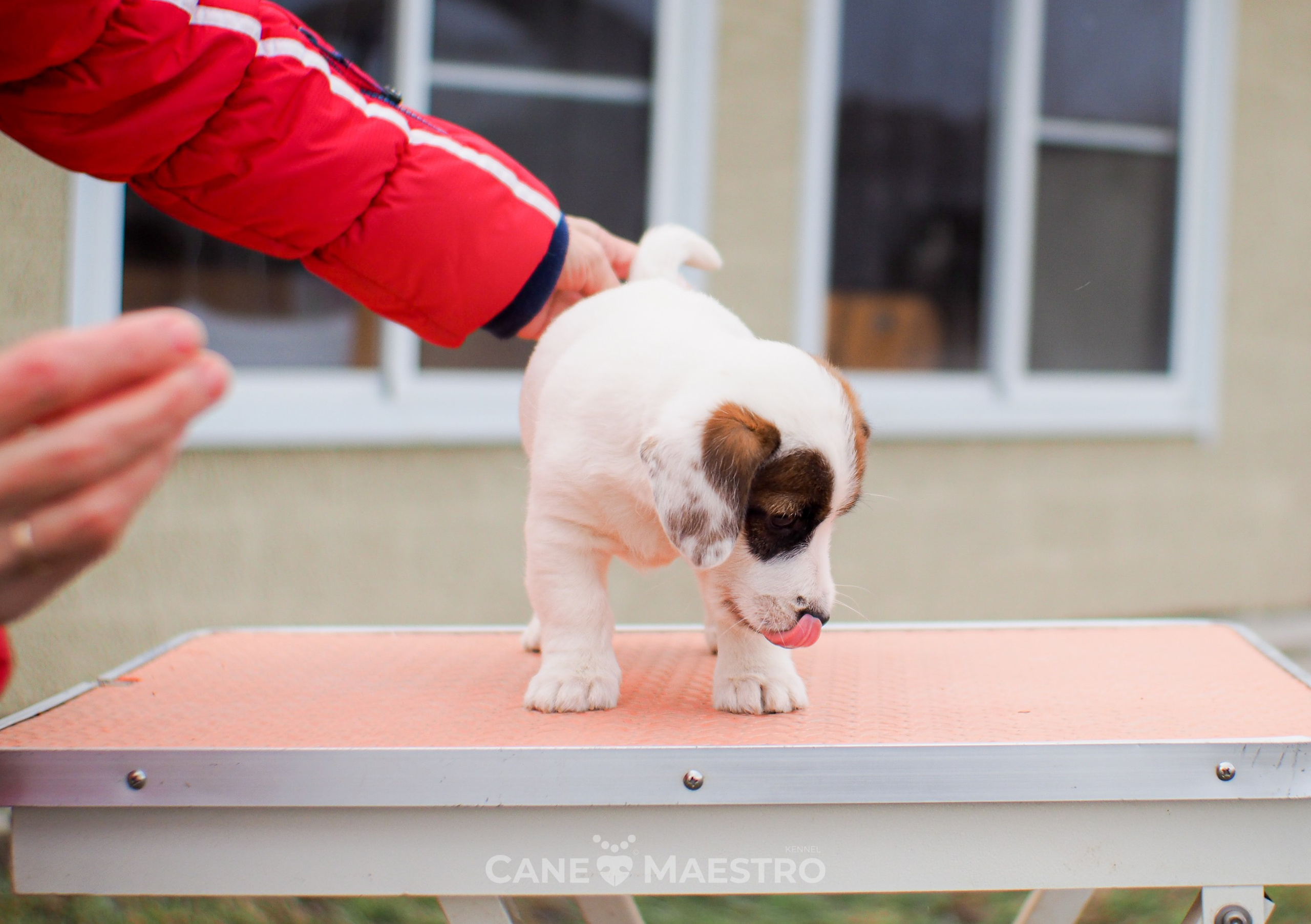 1КОБЛ_МОНОКЛЬ_Ц_ЛИТТЕР. CANE MAESTRO — kennel Jack Russell Terrier