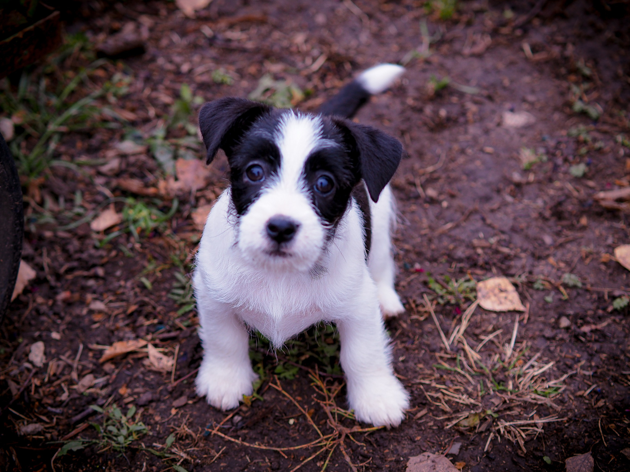 Бело-черная красавица джек-рассел-терьер. КАНЕ МАЭСТРО — питомник Джек рассел терьеров