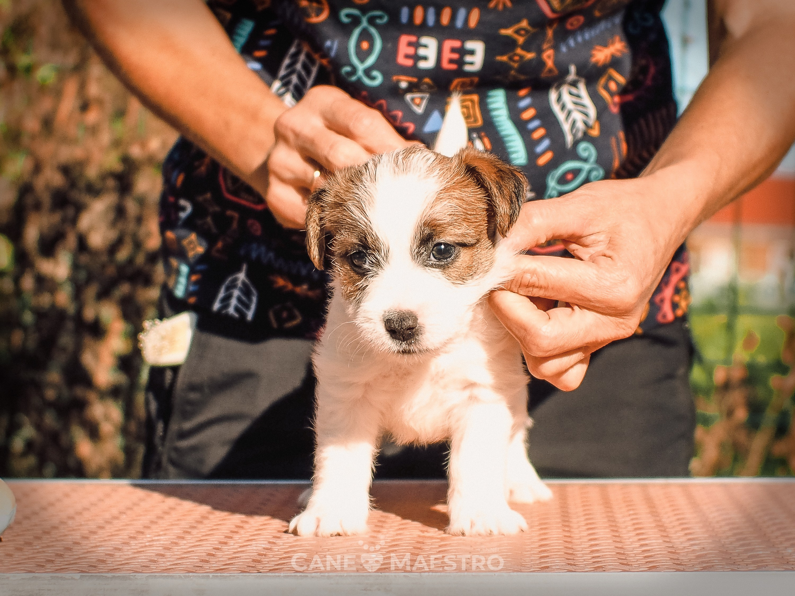 Сука2_БР_27_08_25. CANE MAESTRO — kennel Jack Russell Terrier