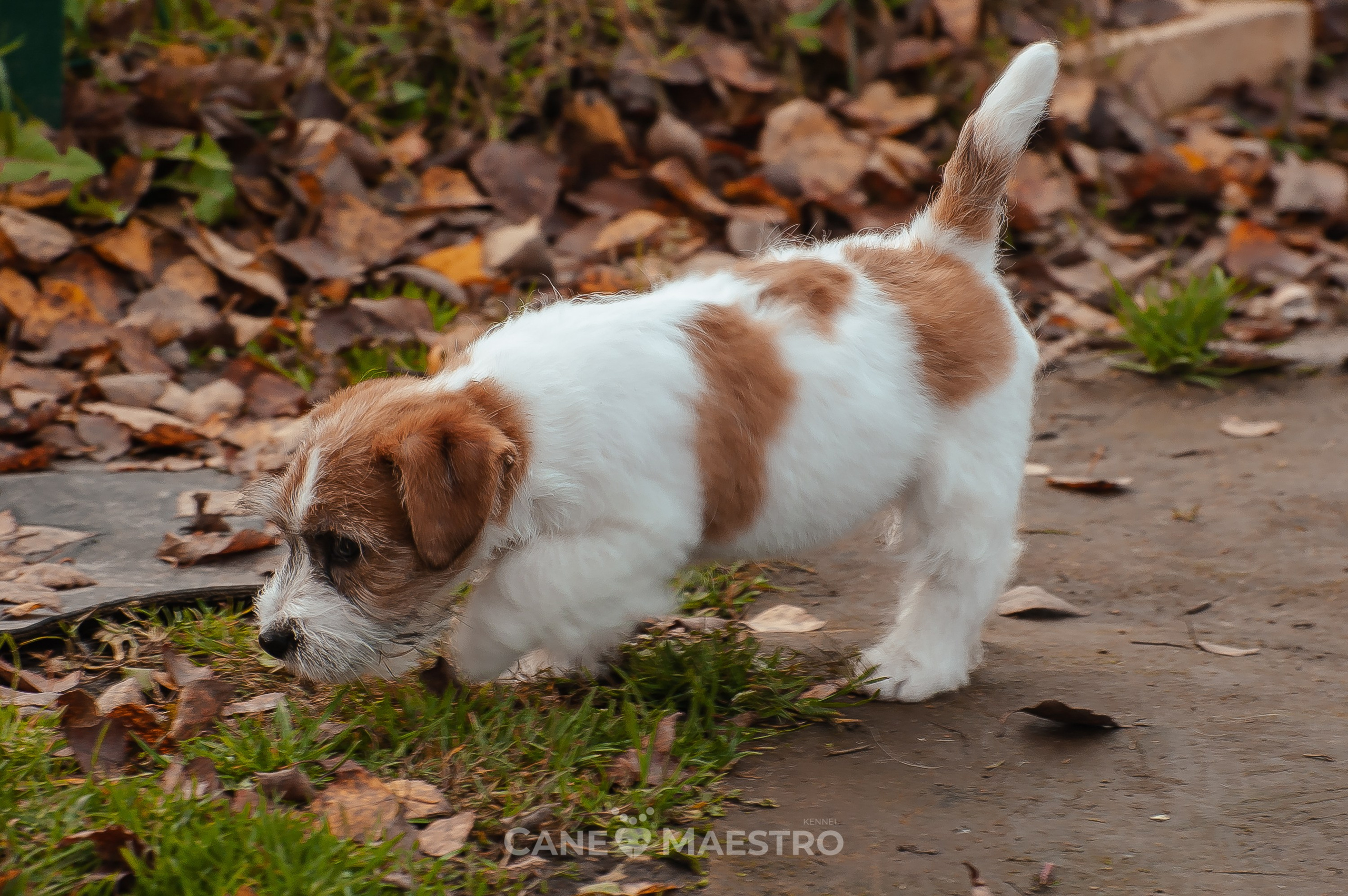 КобельZ1_ДРТ_брыж_27_08_25. КАНЕ МАЭСТРО — питомник Джек рассел терьеров