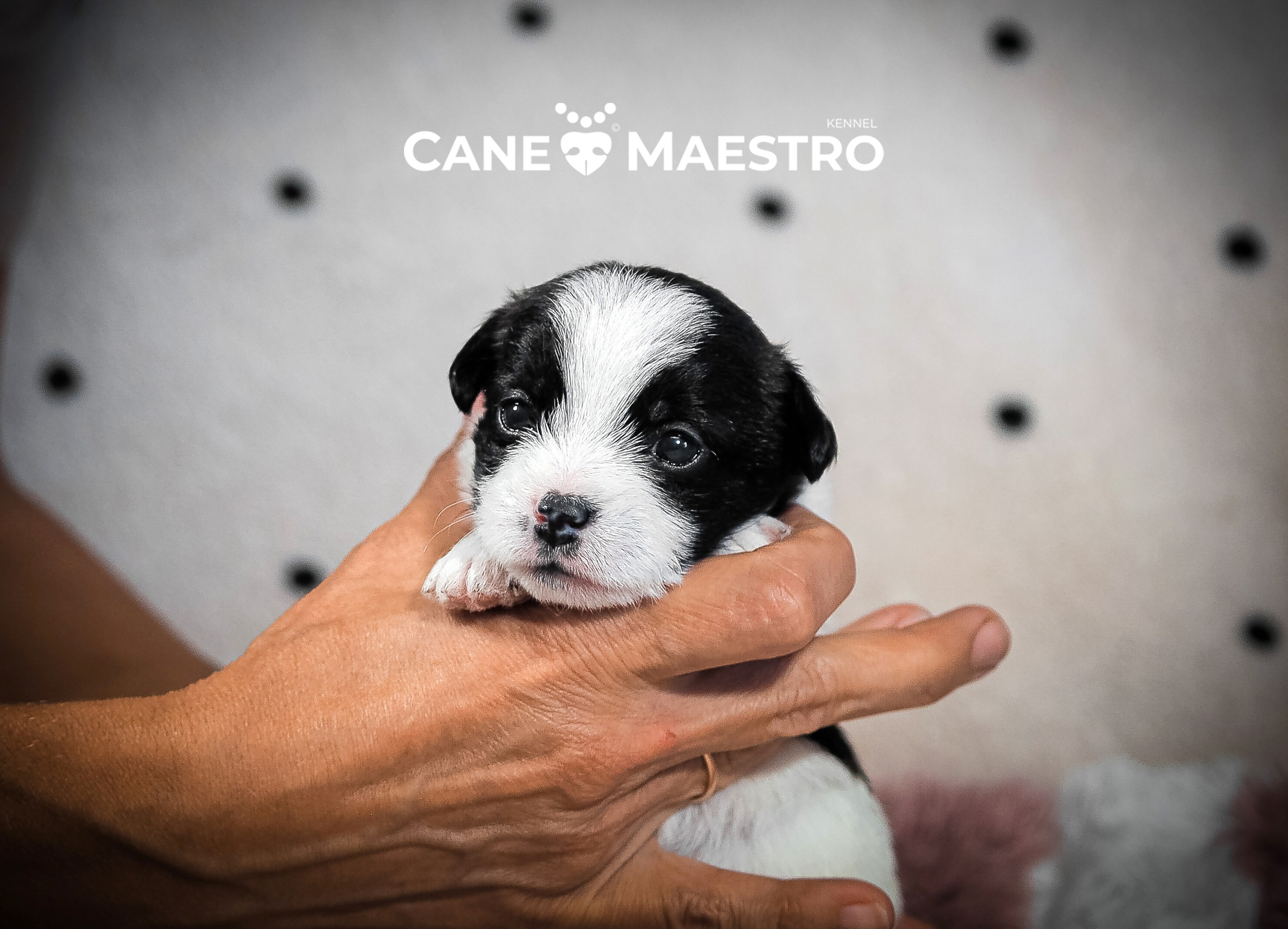 Бело-черная красавица джек-рассел-терьер. КАНЕ МАЭСТРО — питомник Джек рассел терьеров