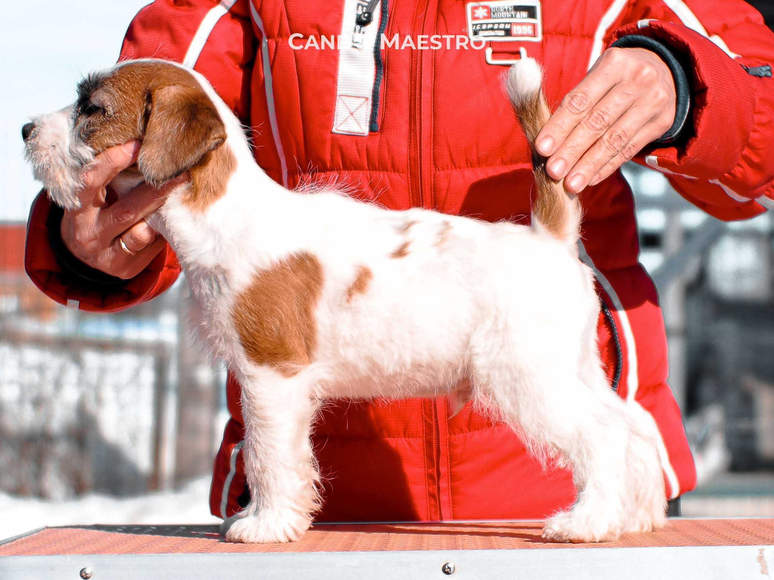 КОБ_ЛИСА_05_01_26. CANE MAESTRO — kennel Jack Russell Terrier