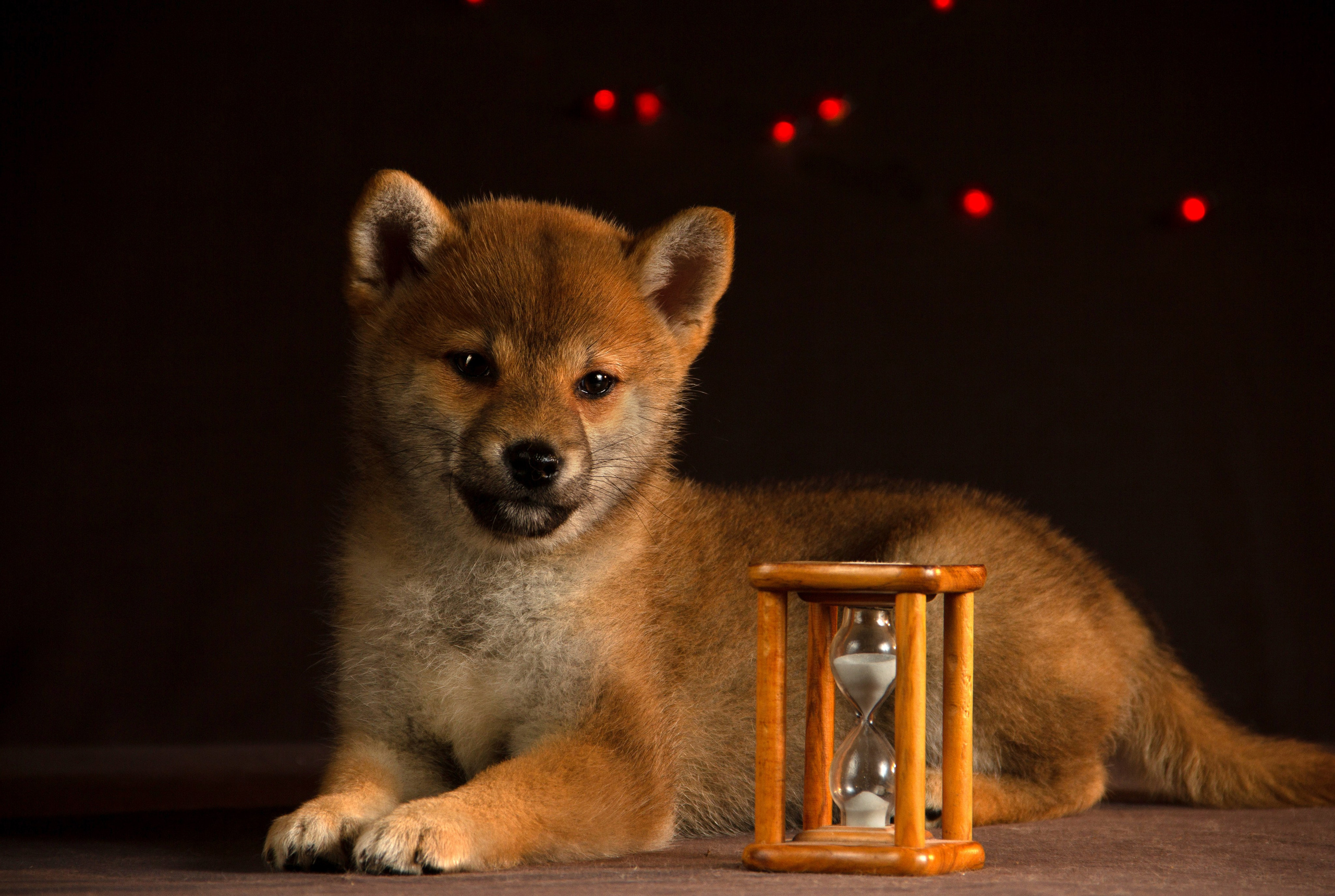 Щенки. Фотограф — анималист в Москве и области Ольга Петракова