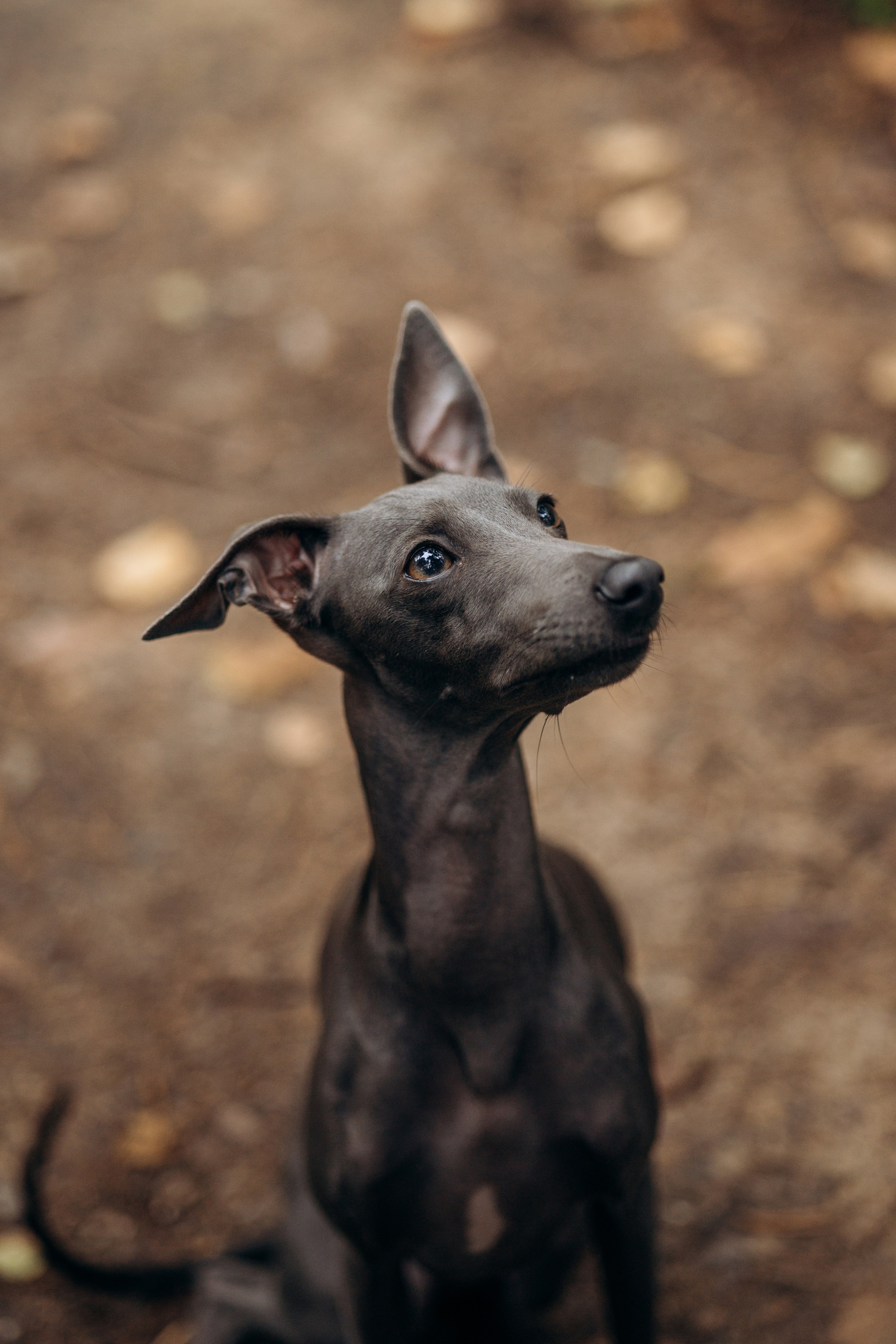 Лучик и ее семья. Фотограф — Анималист | Санкт-Петербург