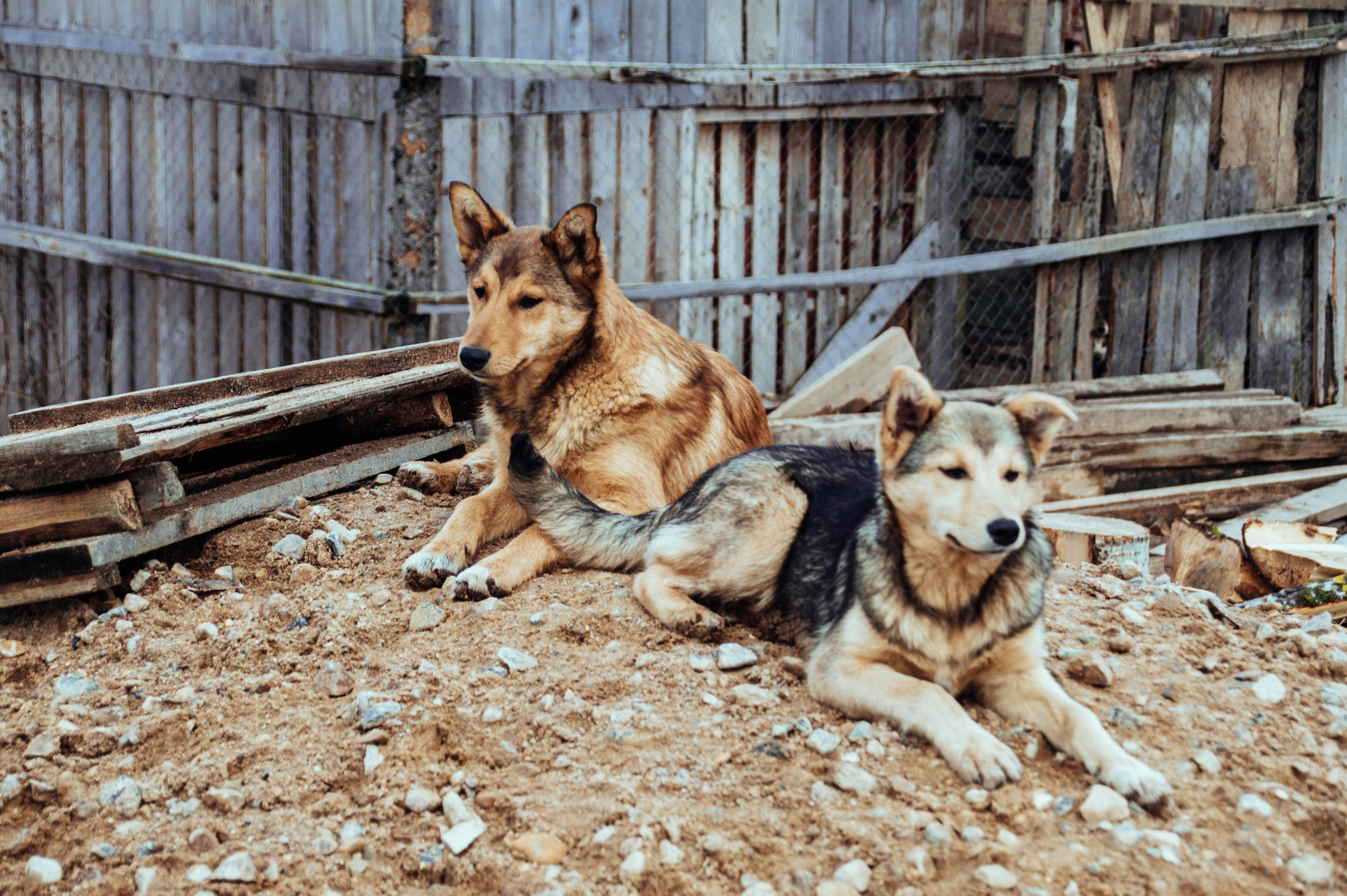 Приют «Дом Добра». Индивидуальный фотограф в Москве