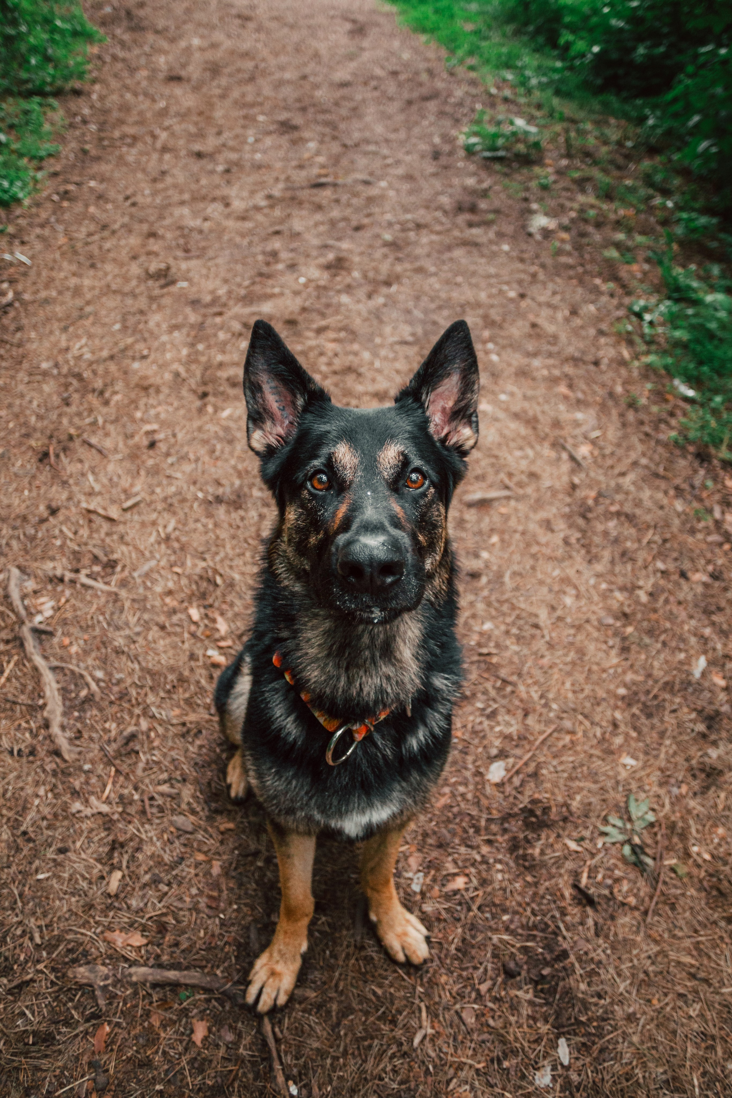 Лесная летняя фотопрогулка. Фотограф-анималист Татьяна Степанова