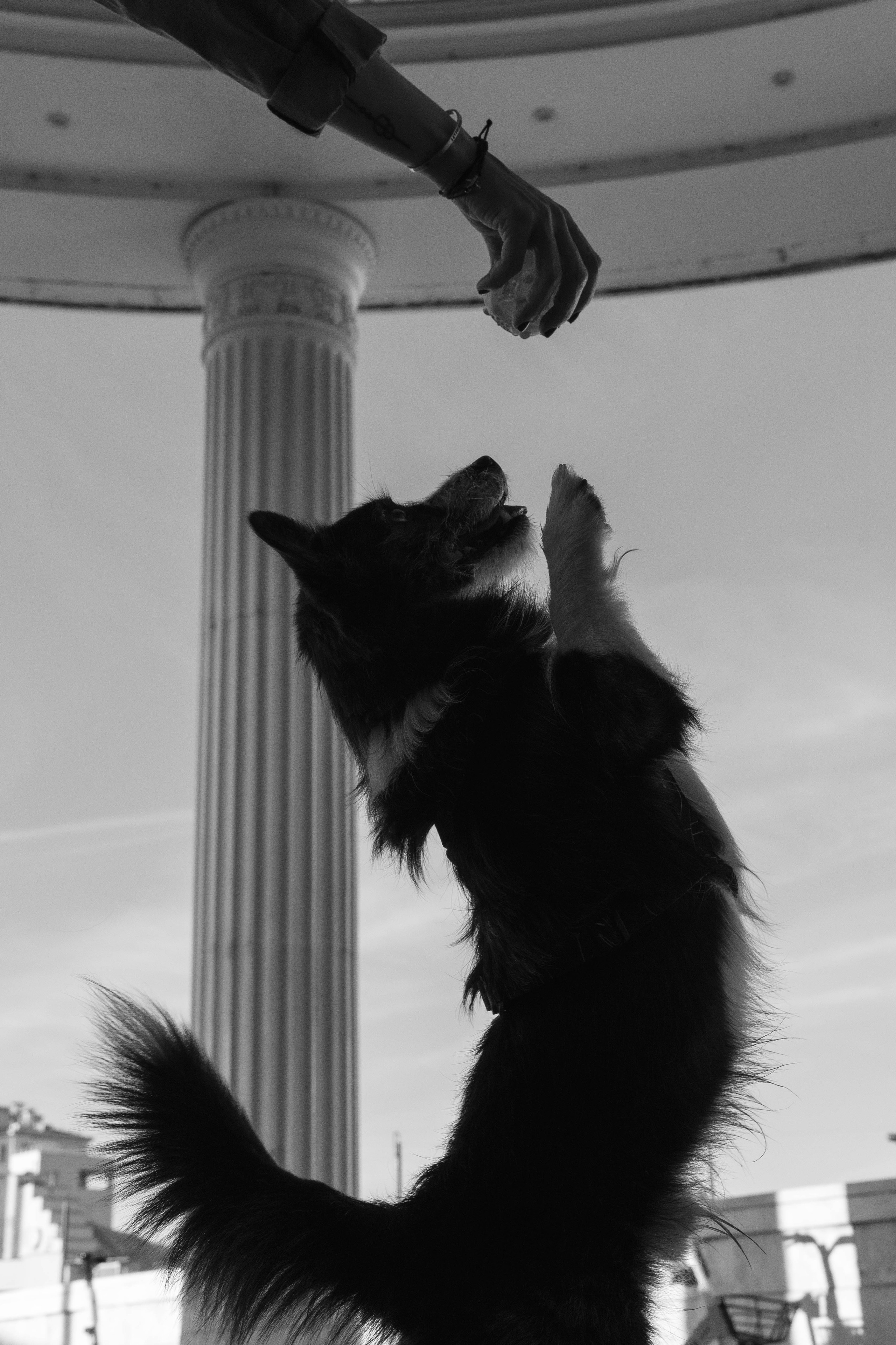 Даша и Тюбик. Фотограф-анималист Ксения Воробьева, Москва