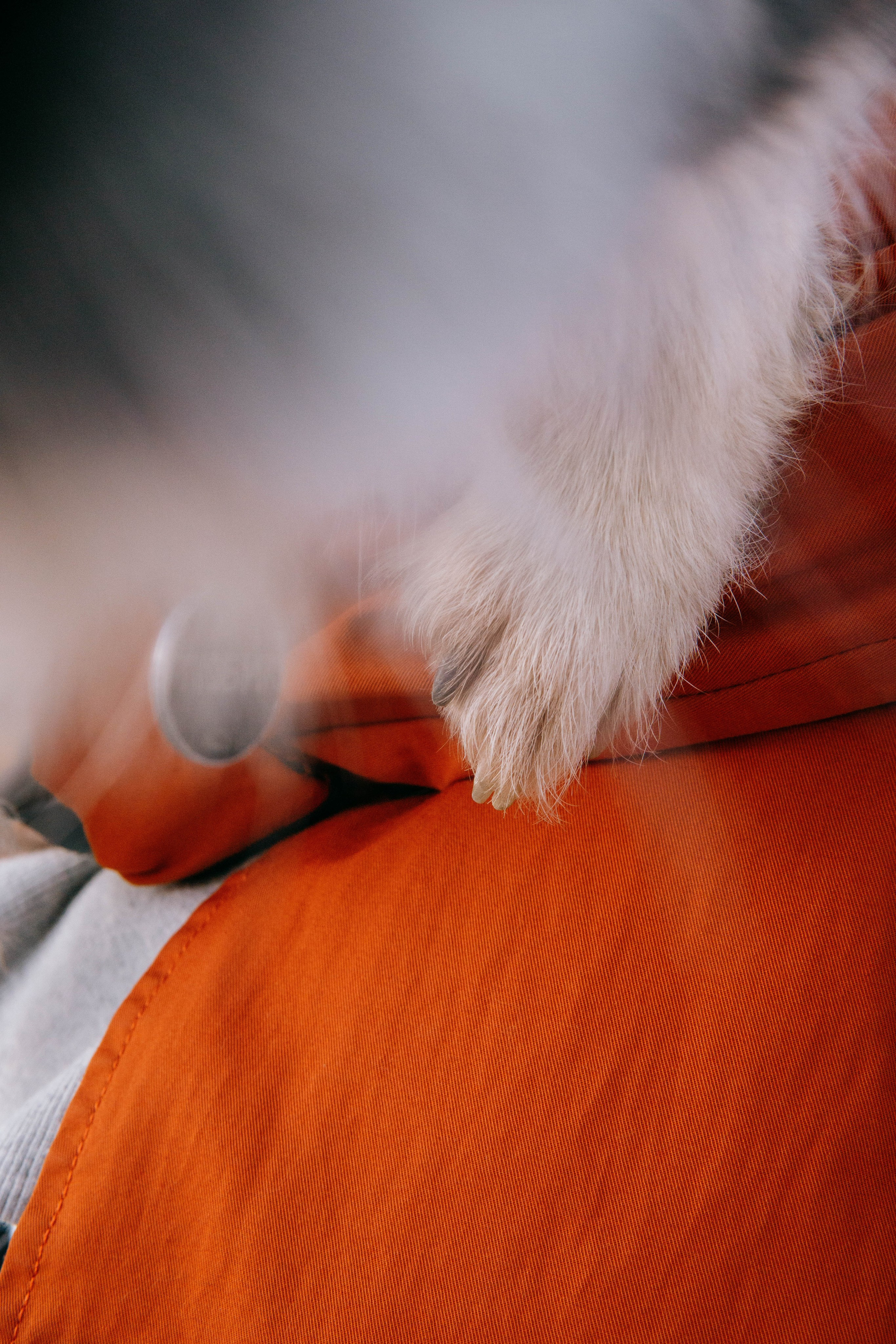 Даша и Тюбик. Фотограф-анималист Ксения Воробьева, Москва