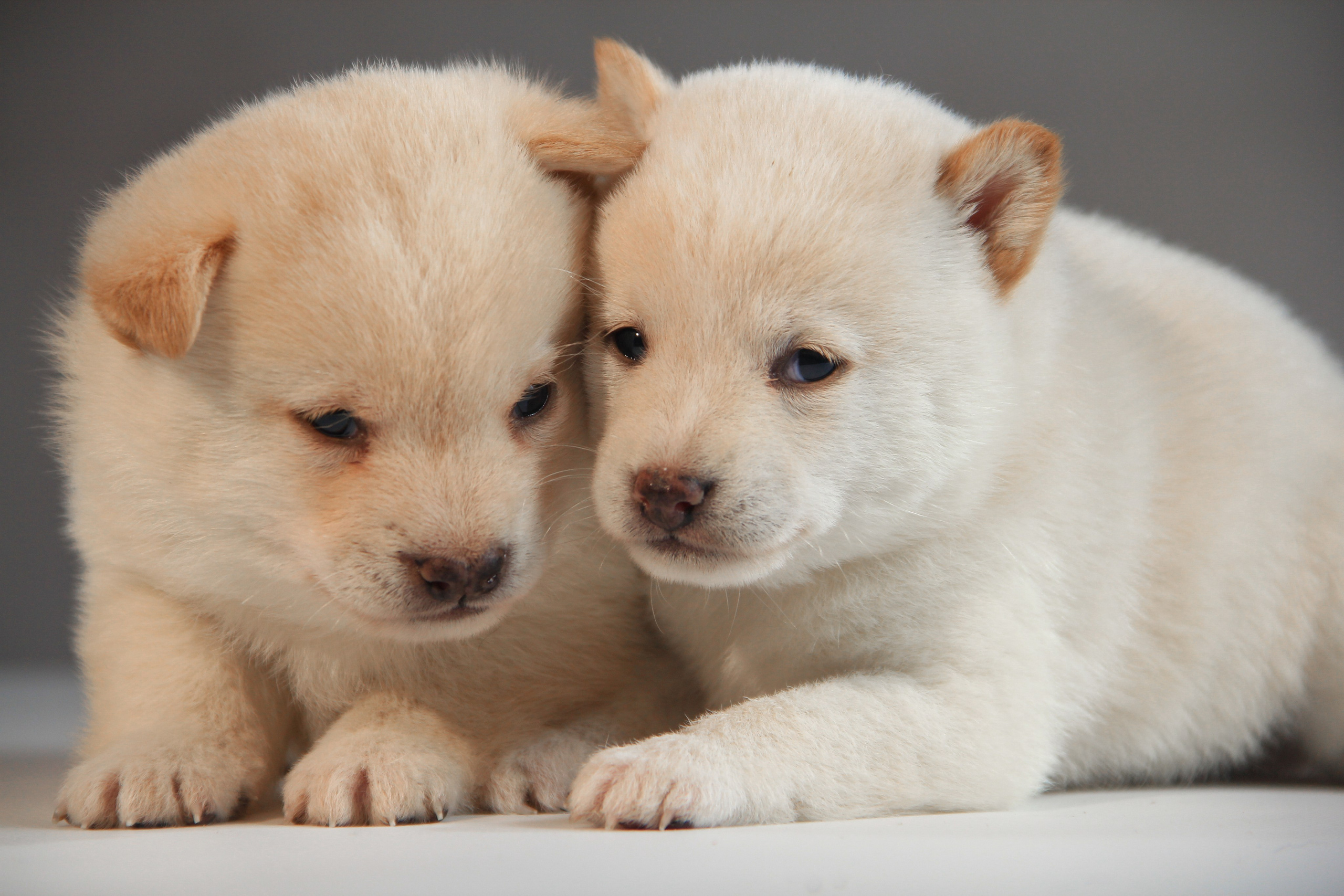 Щенки. Фотограф — анималист в Москве и области Ольга Петракова