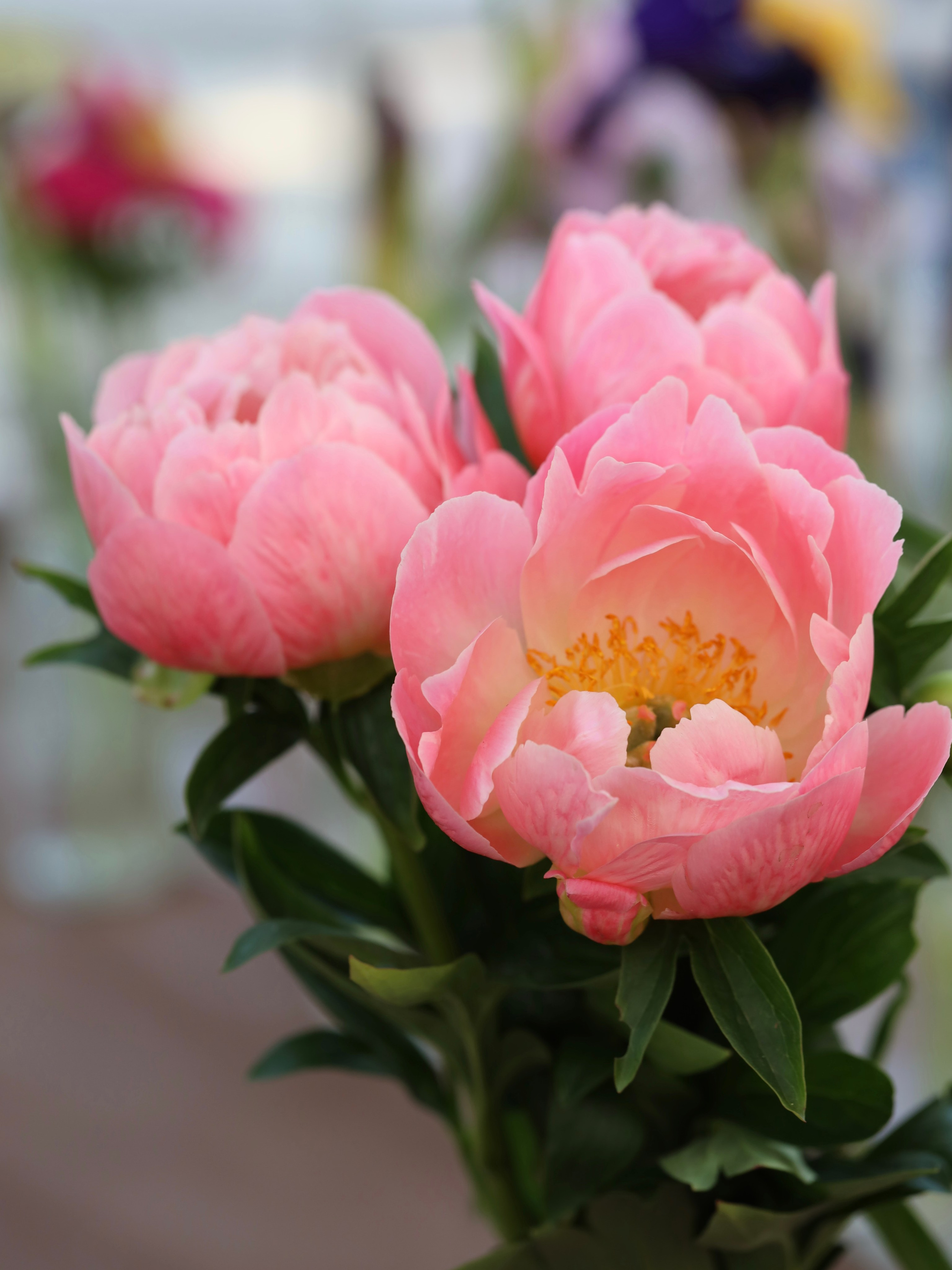 Фестиваль пионов и ирисов в Аптекарском огороде — июнь 2023. Фотосессии и репортаж — Фотограф в Москве — Рина Серёгина