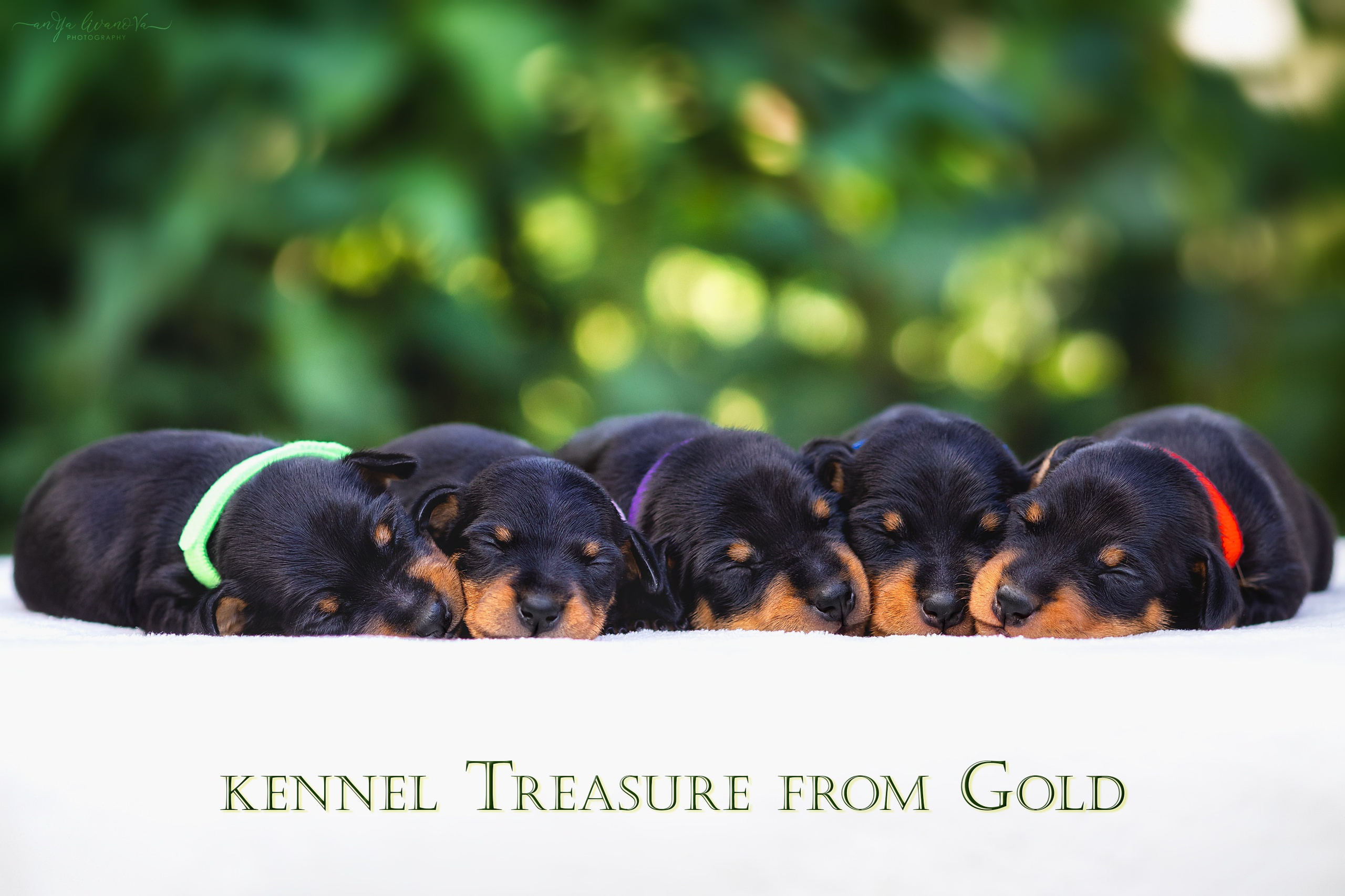 Малыши пинчеры. Фотограф анималист Аня Ливанова | Рыбинск