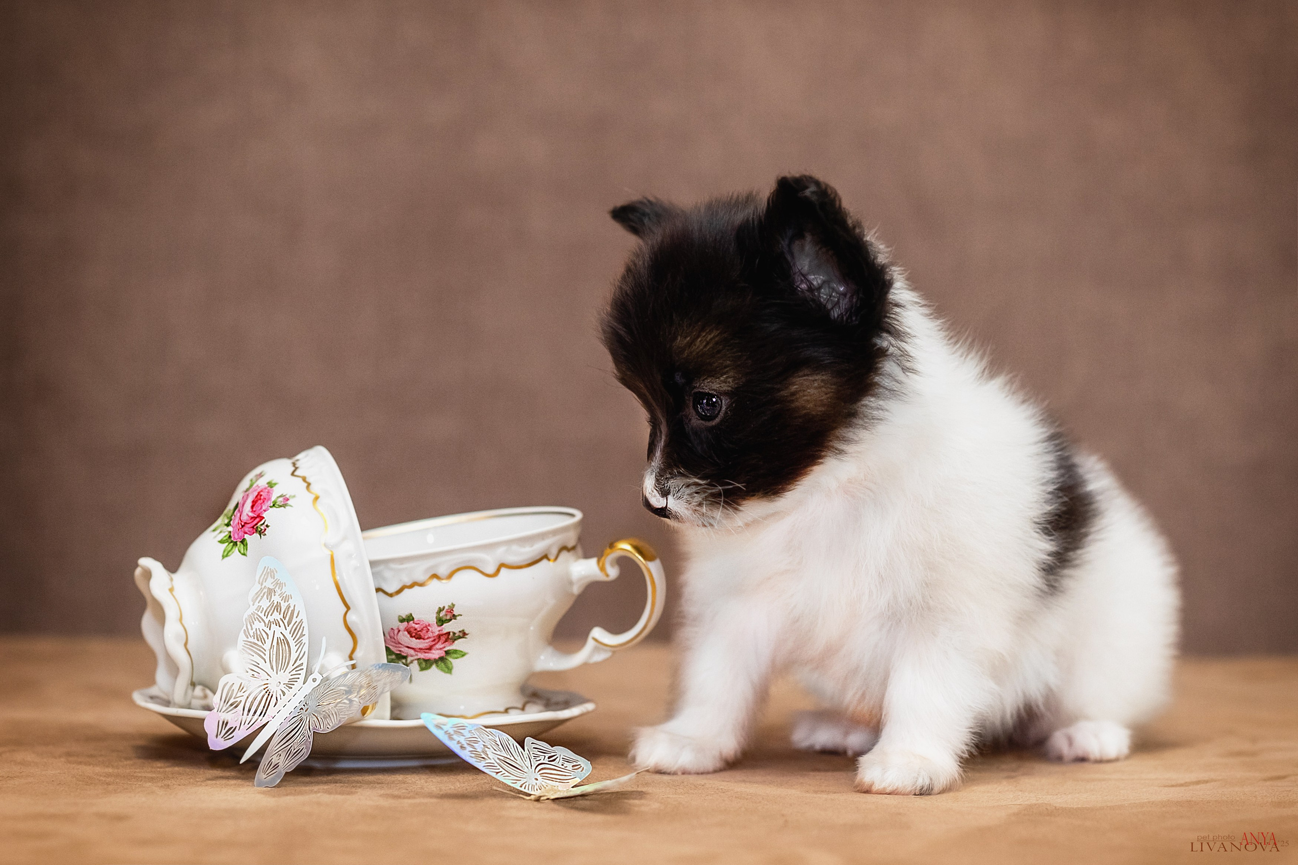 Папийончики. Фотограф анималист Аня Ливанова | Рыбинск