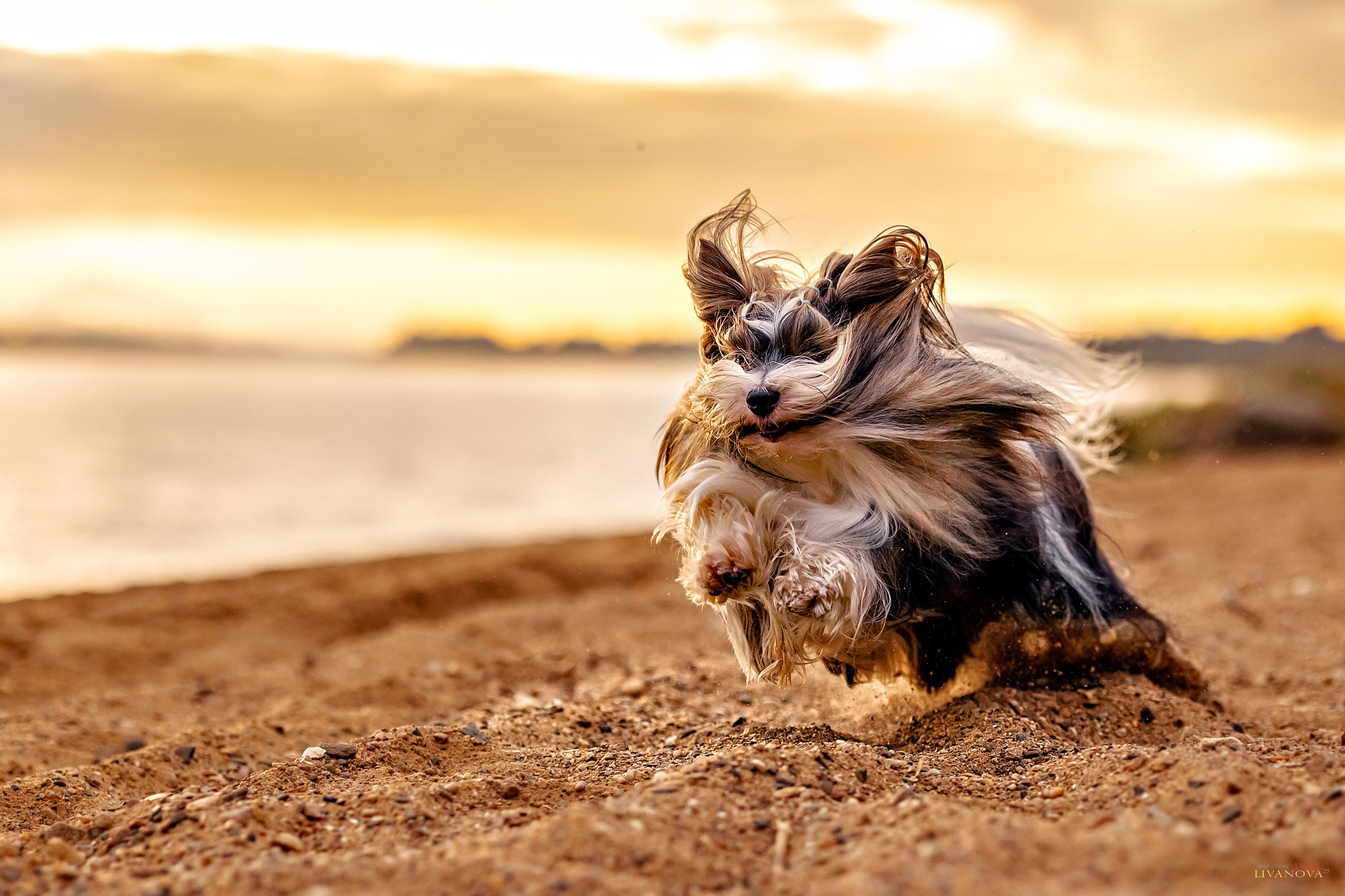 Катя + Астин и Олаф. Фотограф анималист Аня Ливанова | Рыбинск