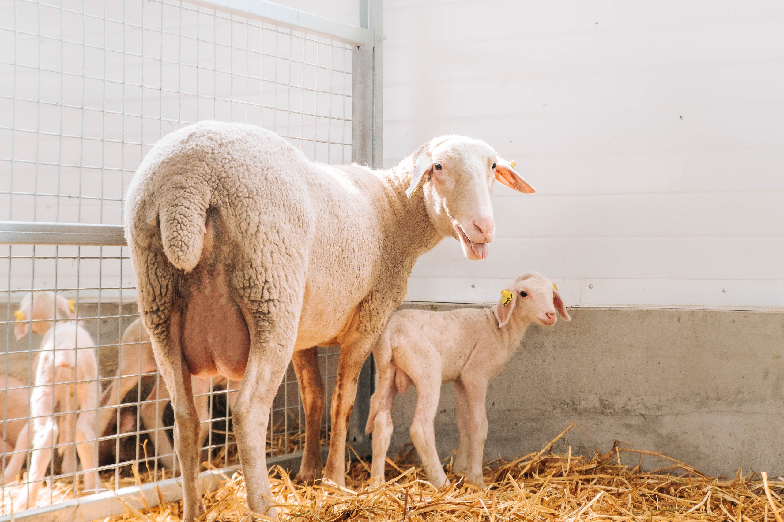 Овечья Ферма. Агрокурьер Красный Яр. Главная
