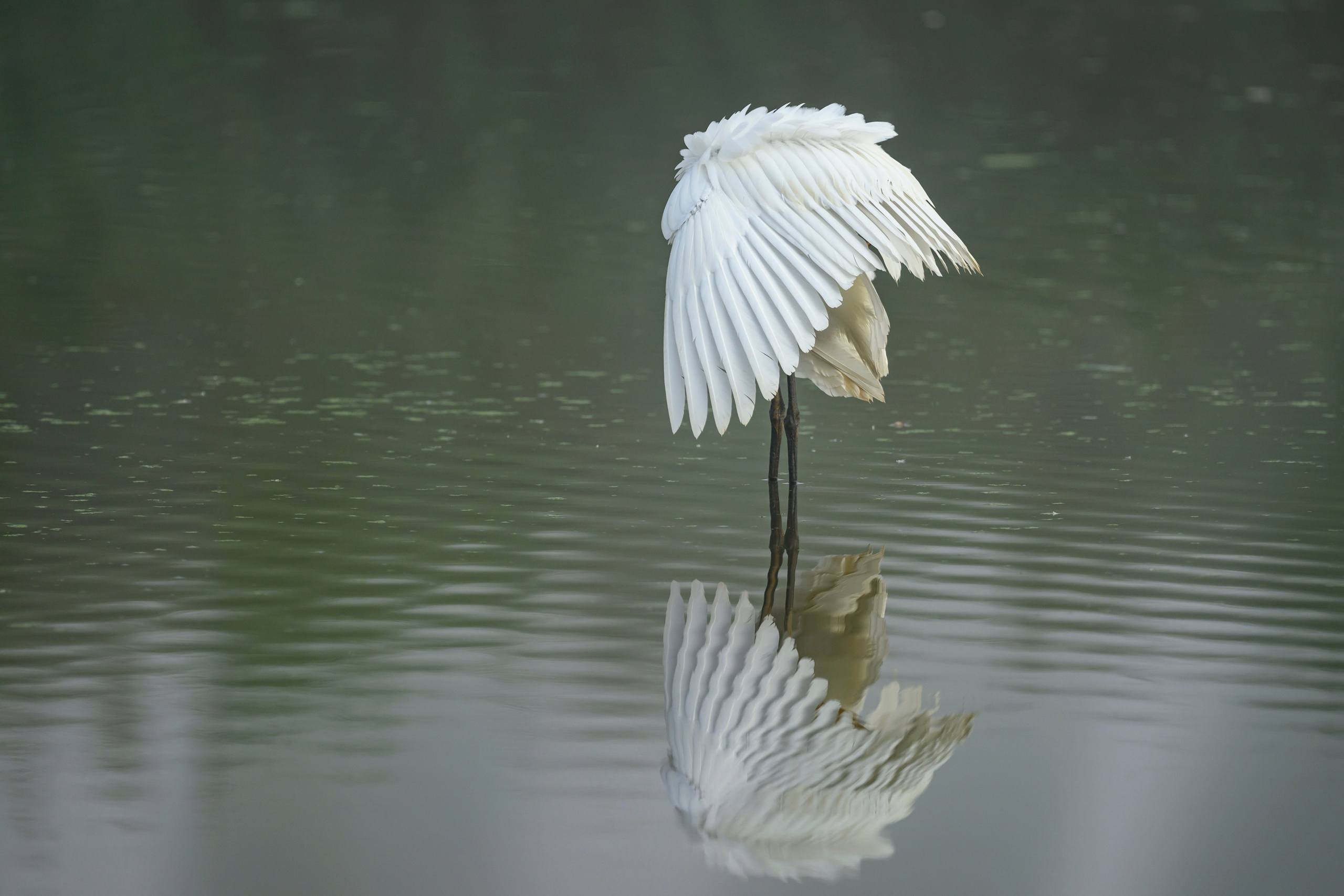 Цапли. Wildlife photography by Sergey Puponin