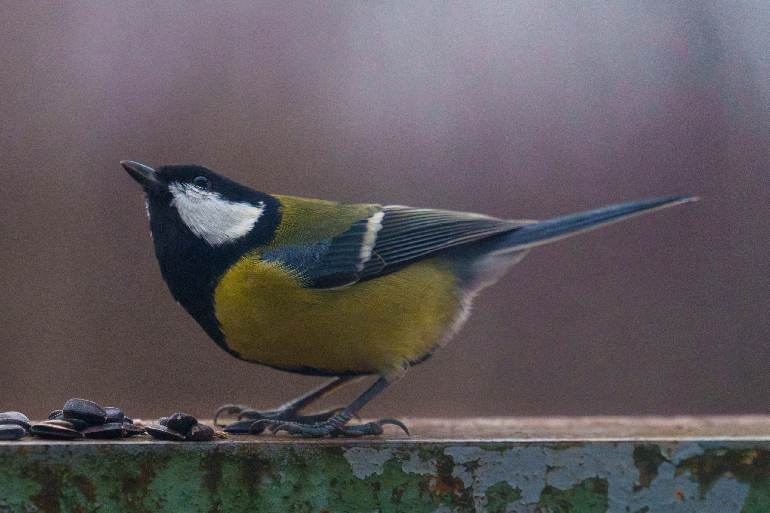 Animals — Животные