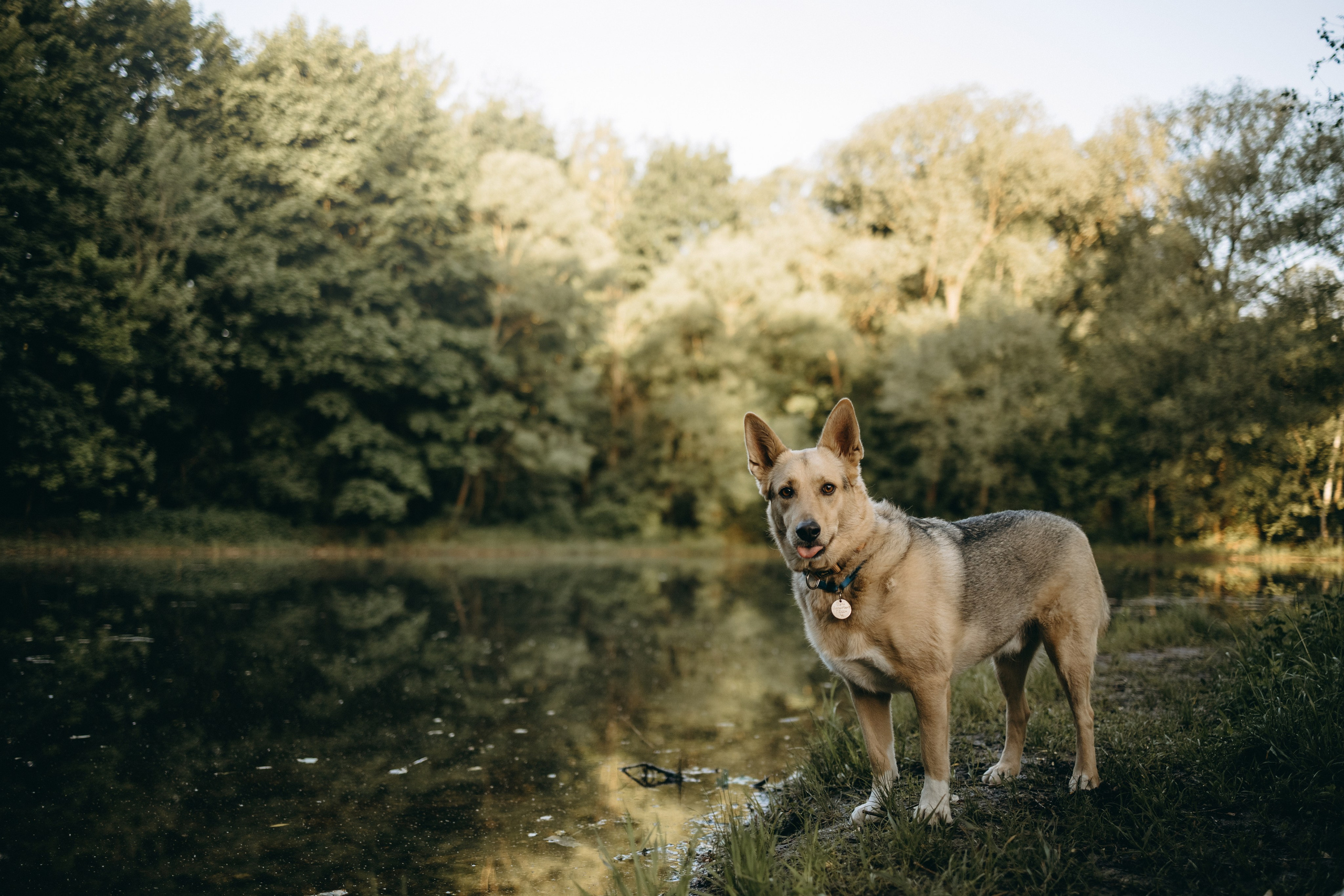 Татьяна, Сергей и их Булочка и Пончик. Фотограф — Анималист | Санкт-Петербург