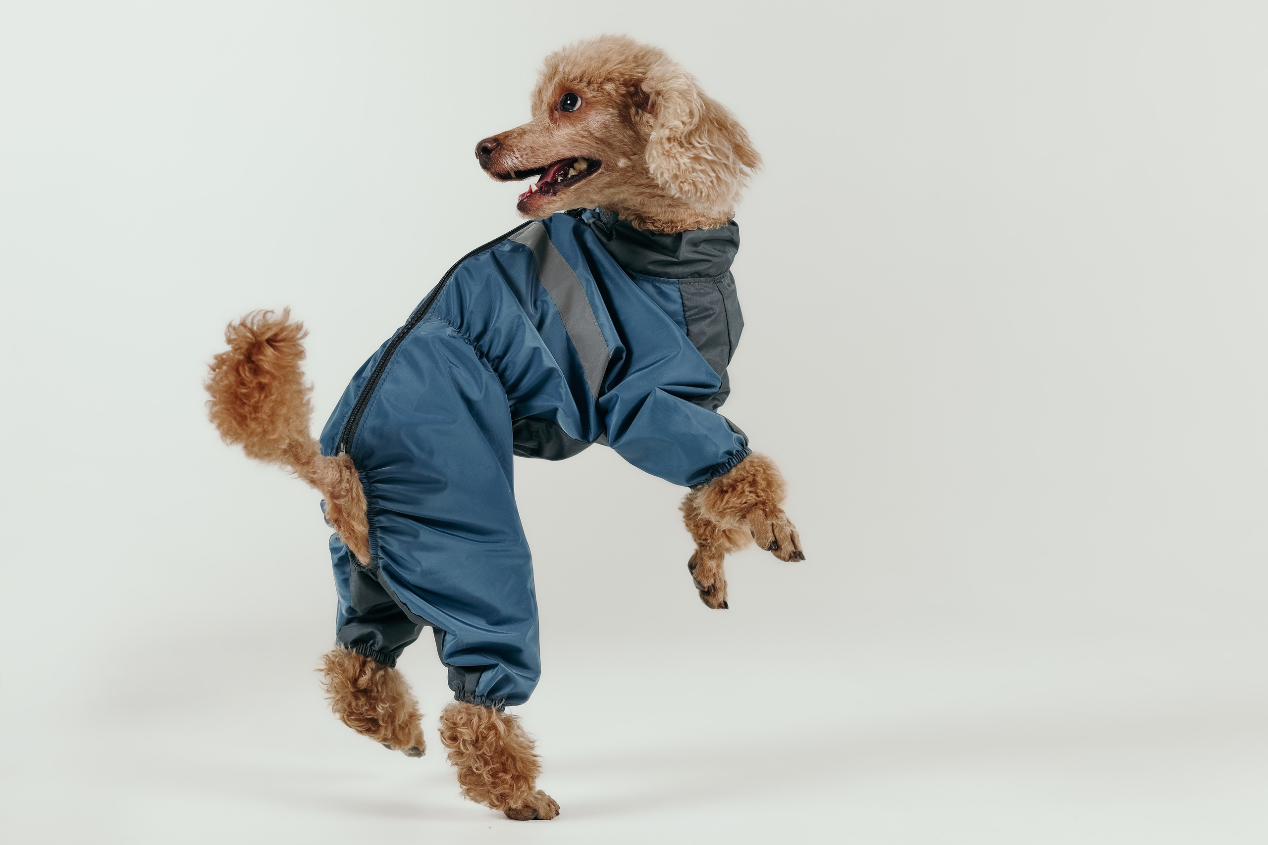 Для брендов. Фотограф- анималист Санкт-Петербург