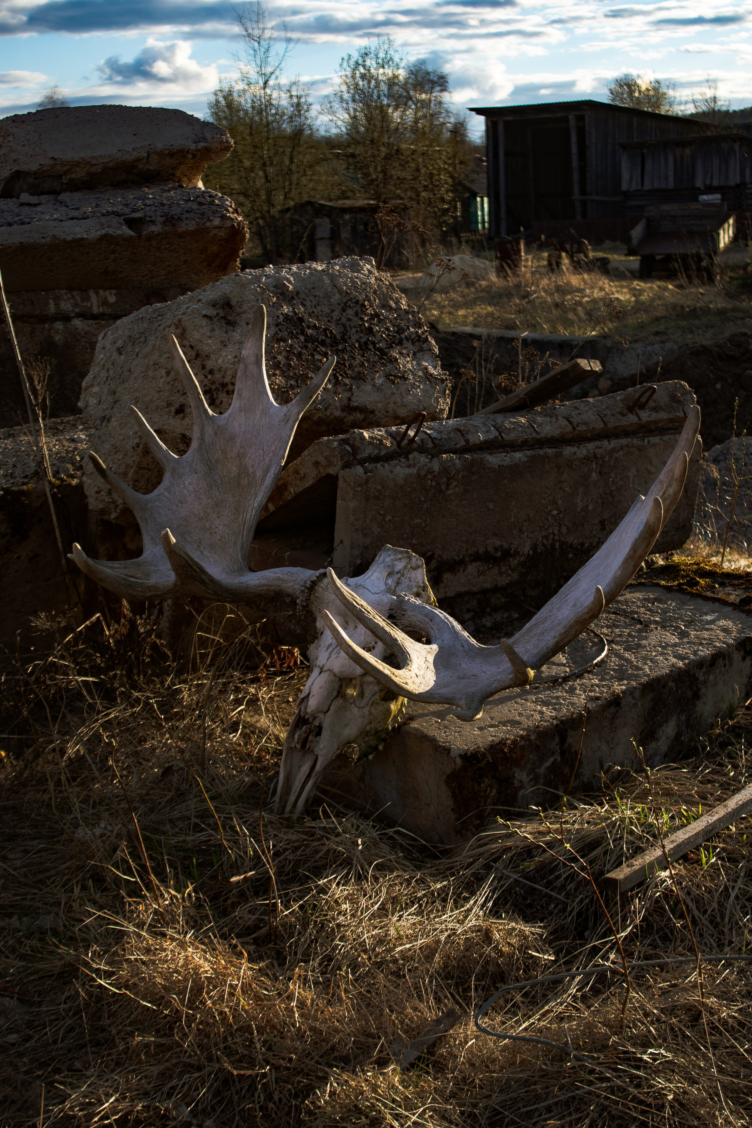 Вепсский ковчег. Полина Щапова БМК235 Медиаком — НИУ ВШЭ