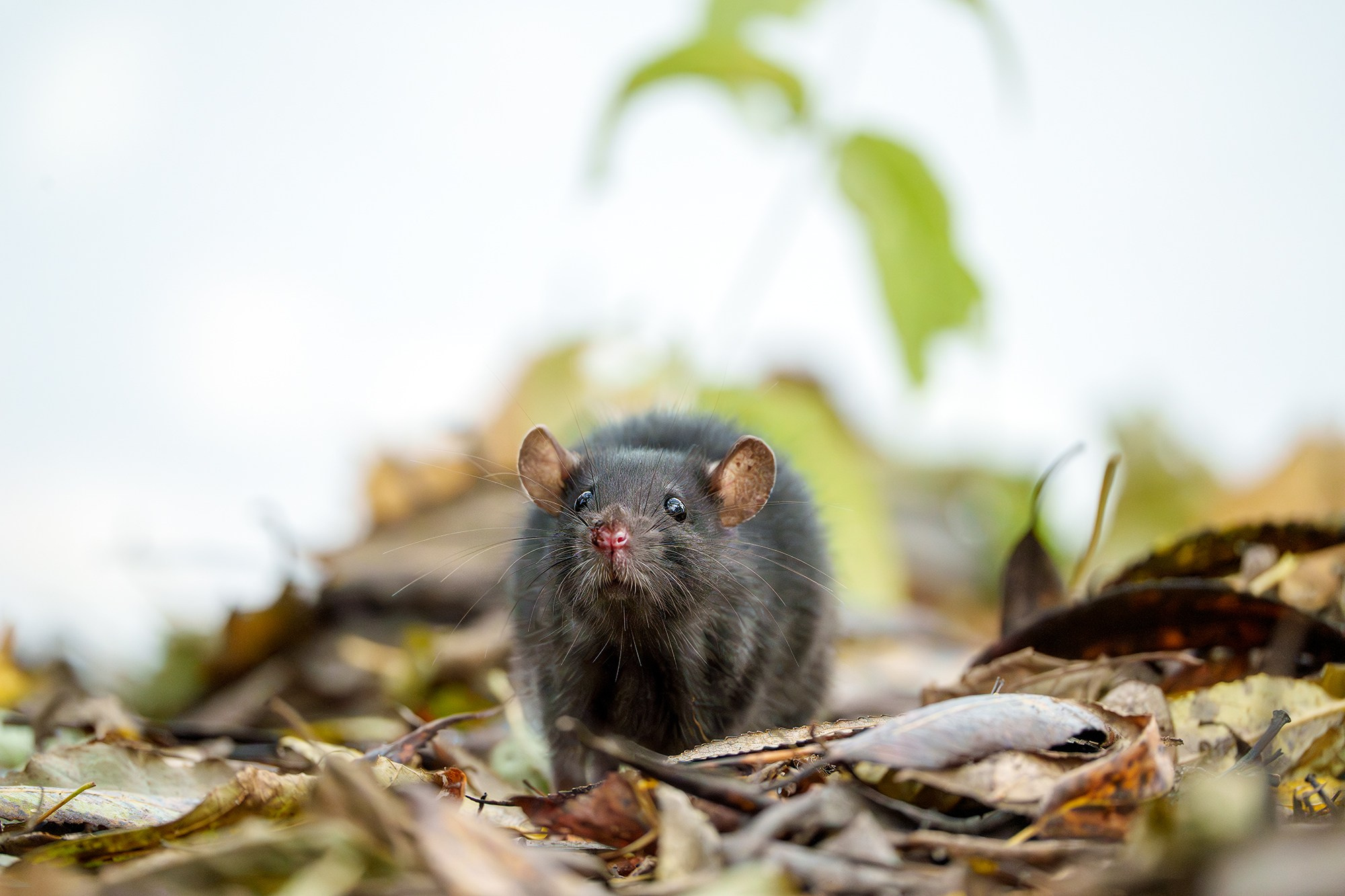 Животные. Ваш личный фотограф Марина Волкова