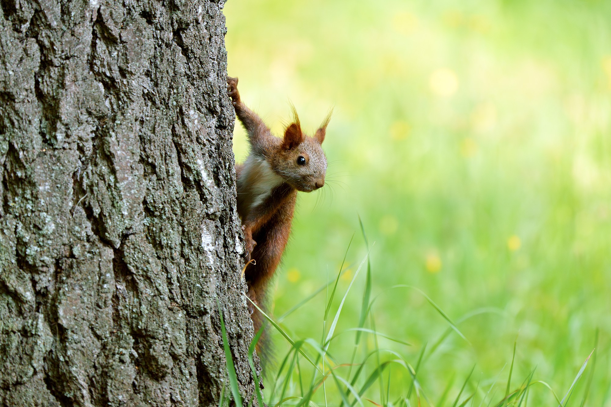 Животные. Ваш личный фотограф Марина Волкова