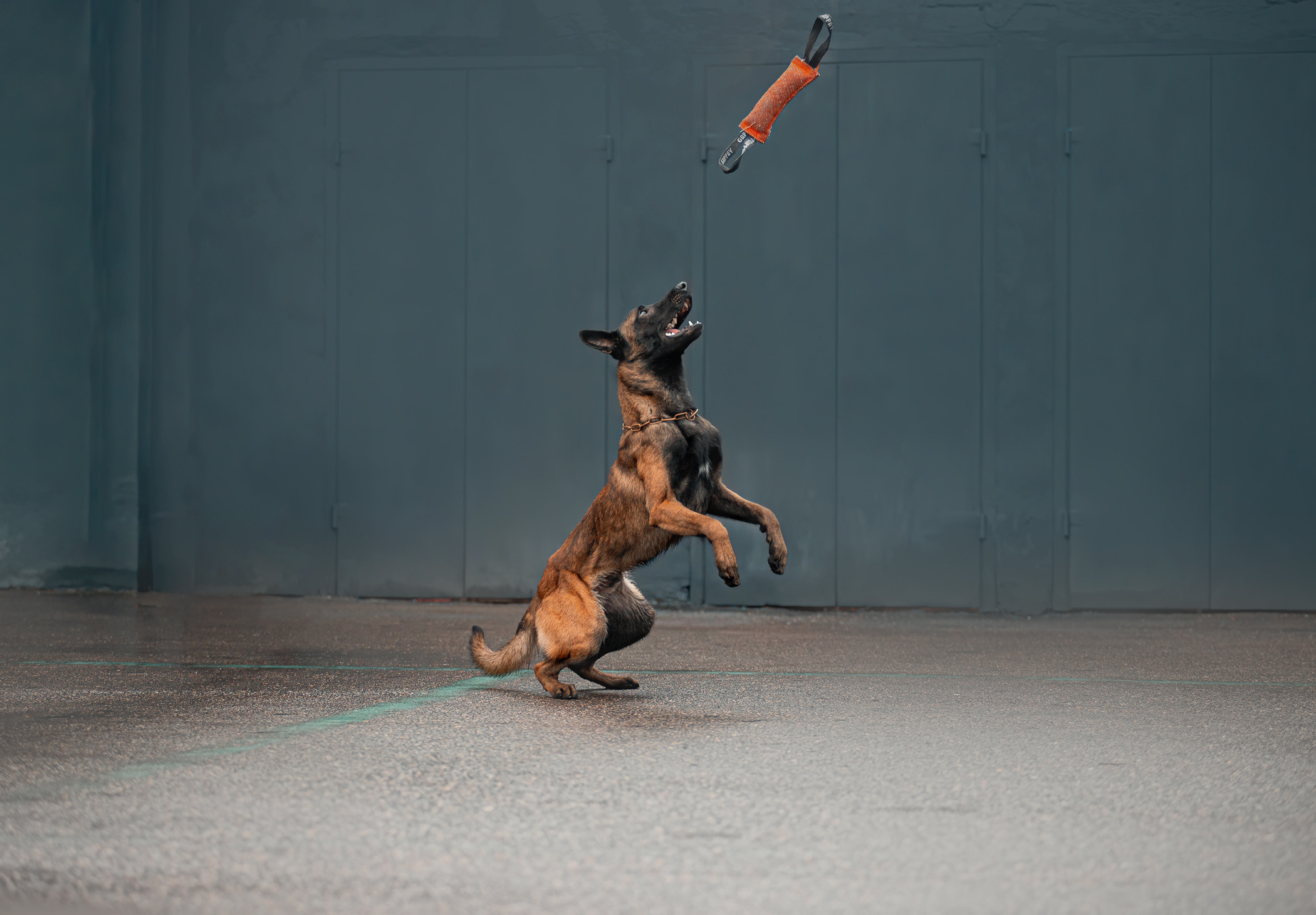 Фалькон и Сеня на флаконе. Фотограф — анималист Саратов/Москва|Плужникова Юлия