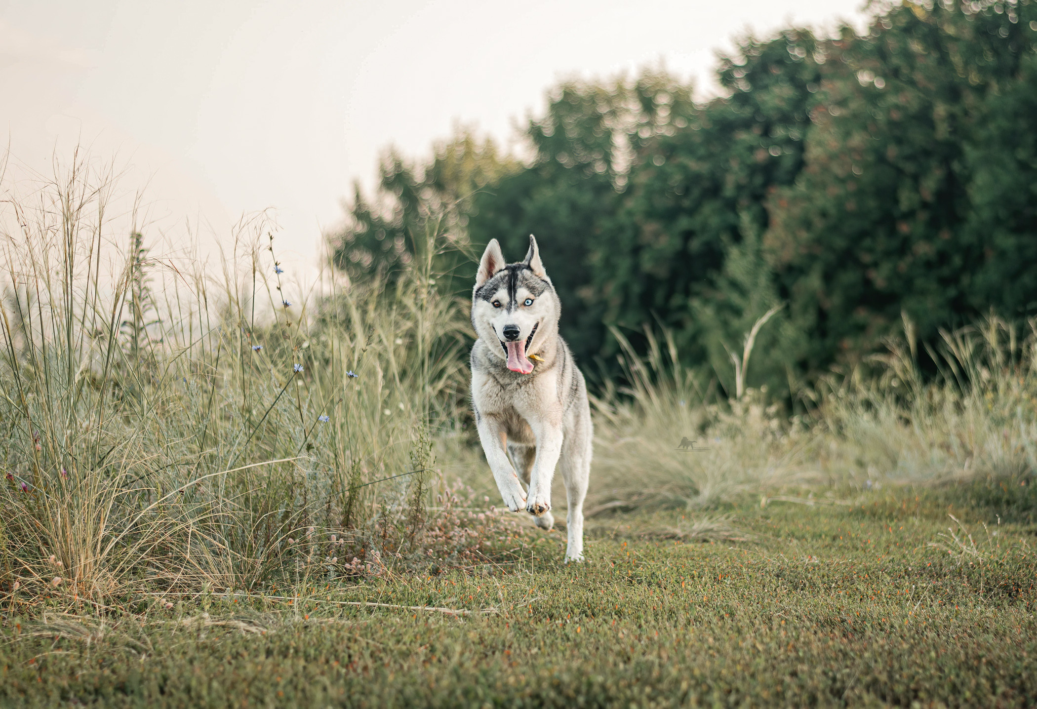 Хаски Грейс и Настя. Фотограф — анималист Саратов/Москва|Плужникова Юлия