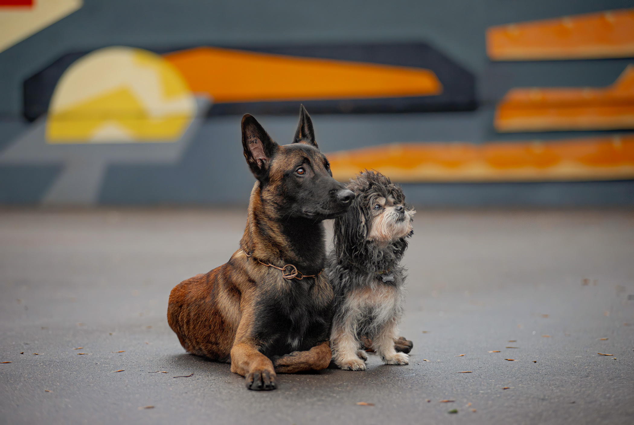 Фалькон и Сеня на флаконе. Фотограф — анималист Саратов/Москва|Плужникова Юлия