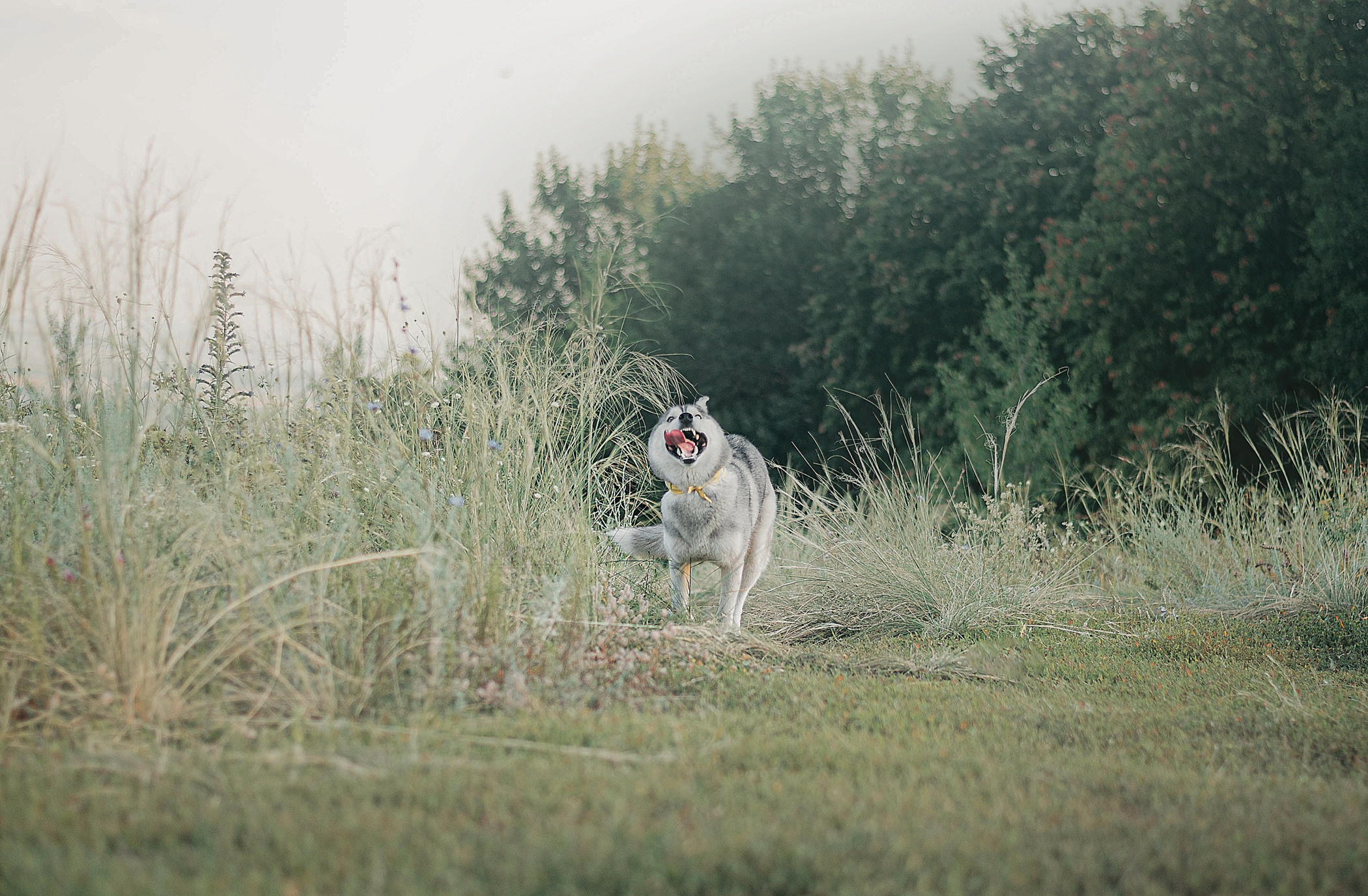 Хаски Грейс и Настя. Фотограф — анималист Саратов/Москва|Плужникова Юлия