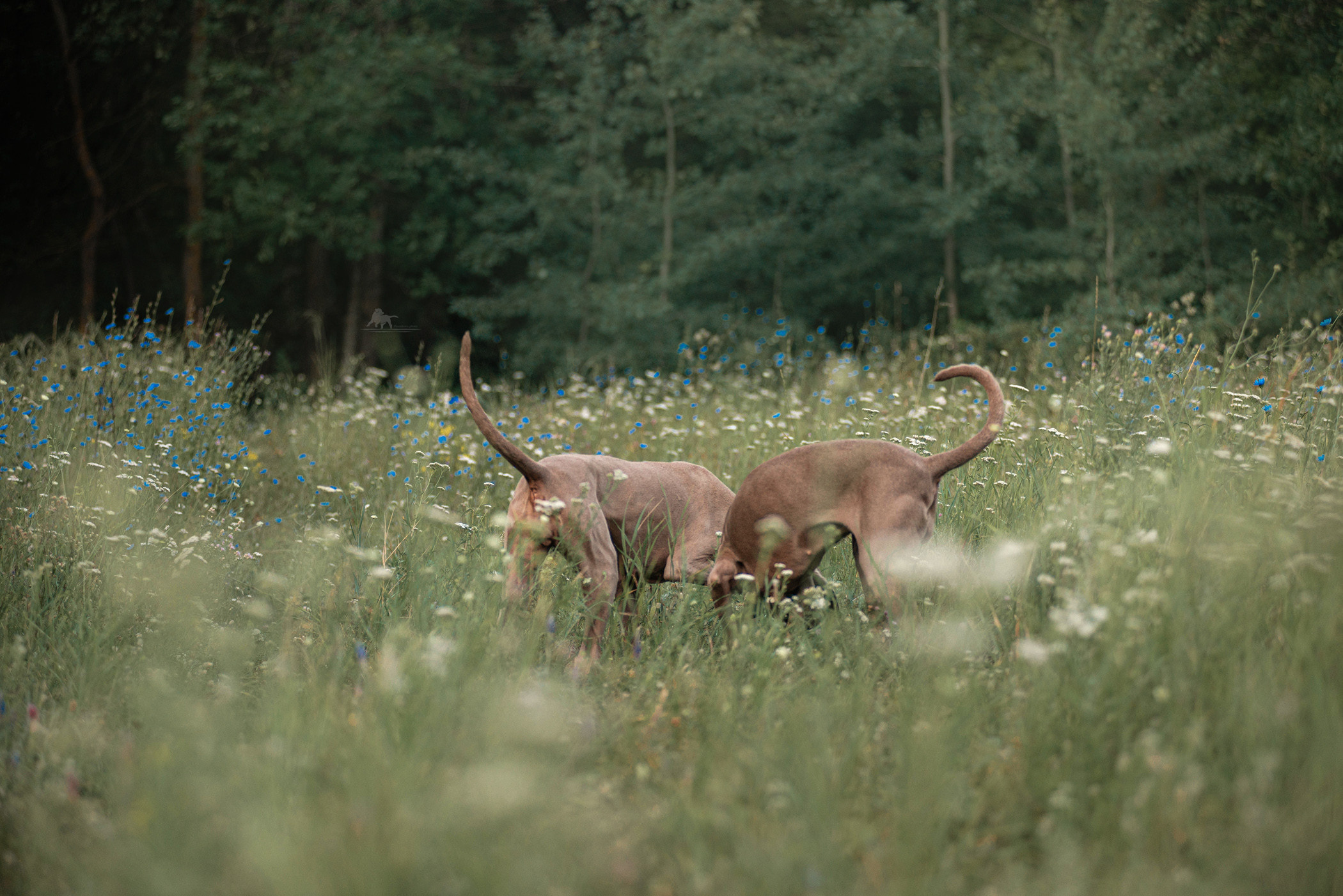 Веймарские легавые из питомника Plata El Viento и Изабелла. Фотограф — анималист Саратов/Москва|Плужникова Юлия