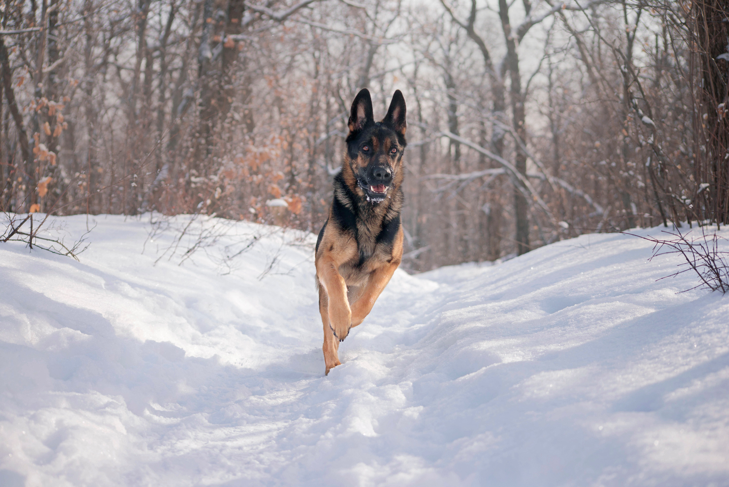Зевс, Рика и Катя. Фотограф — анималист Саратов/Москва|Плужникова Юлия