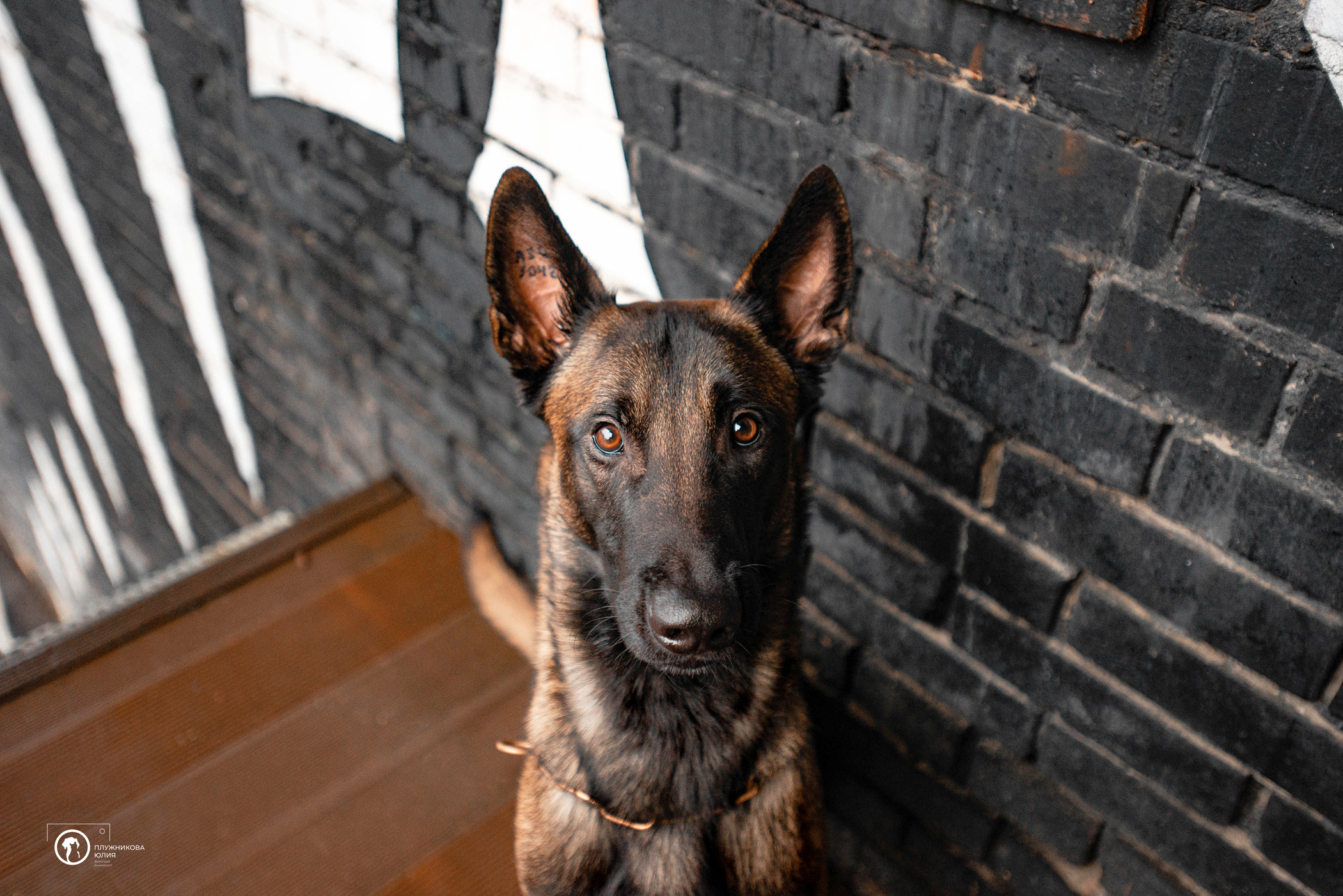 Фалькон и Сеня на флаконе. Фотограф — анималист Саратов/Москва|Плужникова Юлия