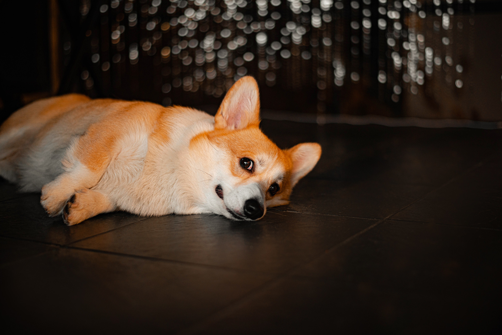 Марина и ее чудесные корги Тор и Парнас. Фотограф — анималист Саратов/Москва|Плужникова Юлия
