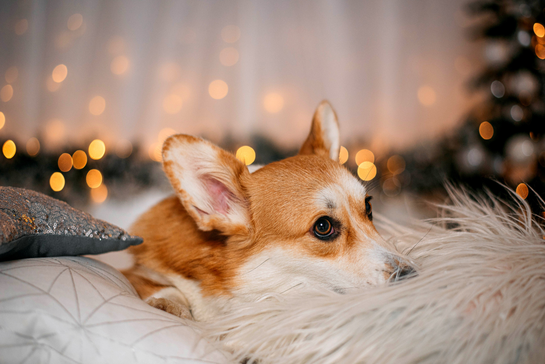 Корги Ежа и ее чудесная семья. Фотограф — анималист Саратов/Москва|Плужникова Юлия